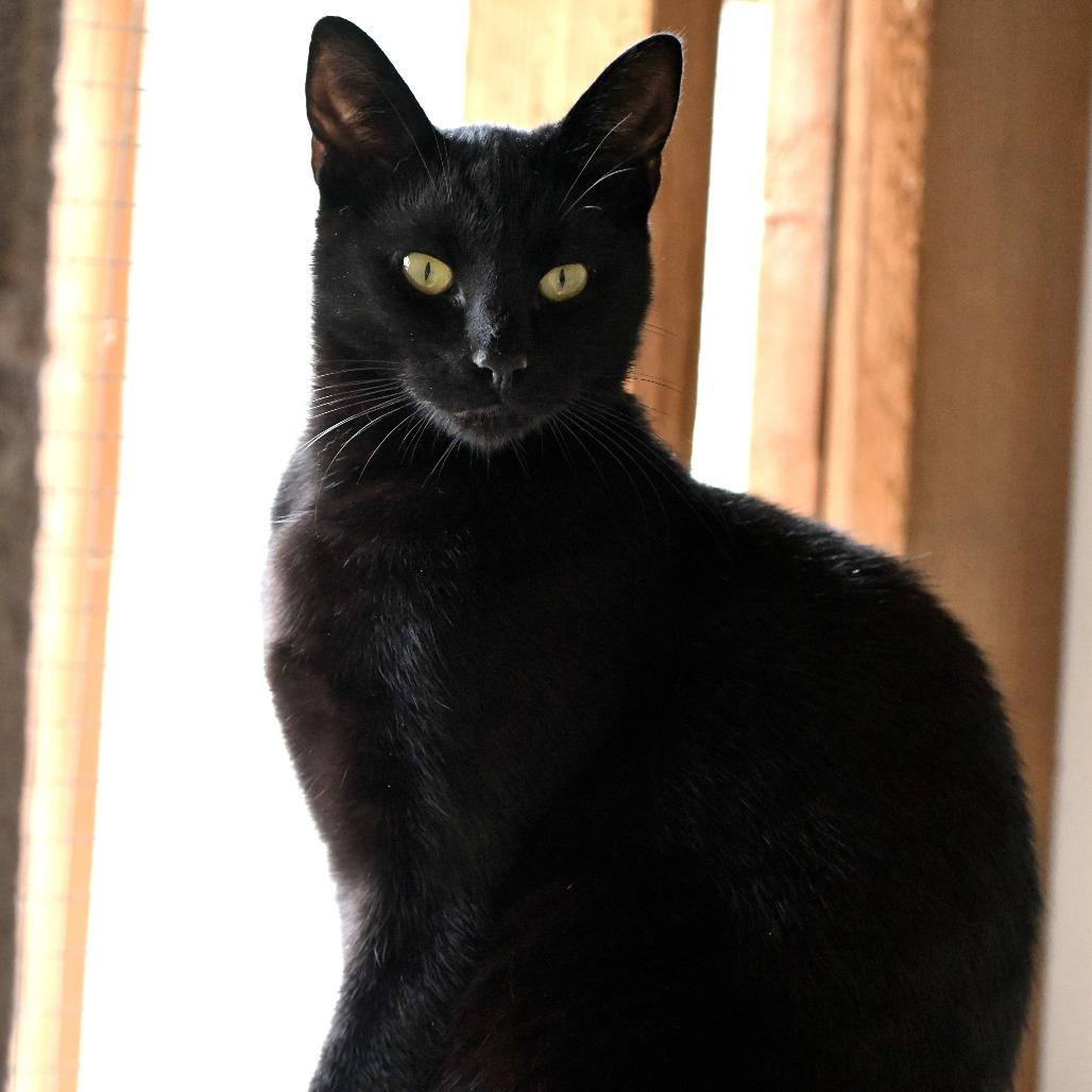 Enlarge Mylo, a Adoptable Domestic Short Hair in Chilliwack, BC image 4/4