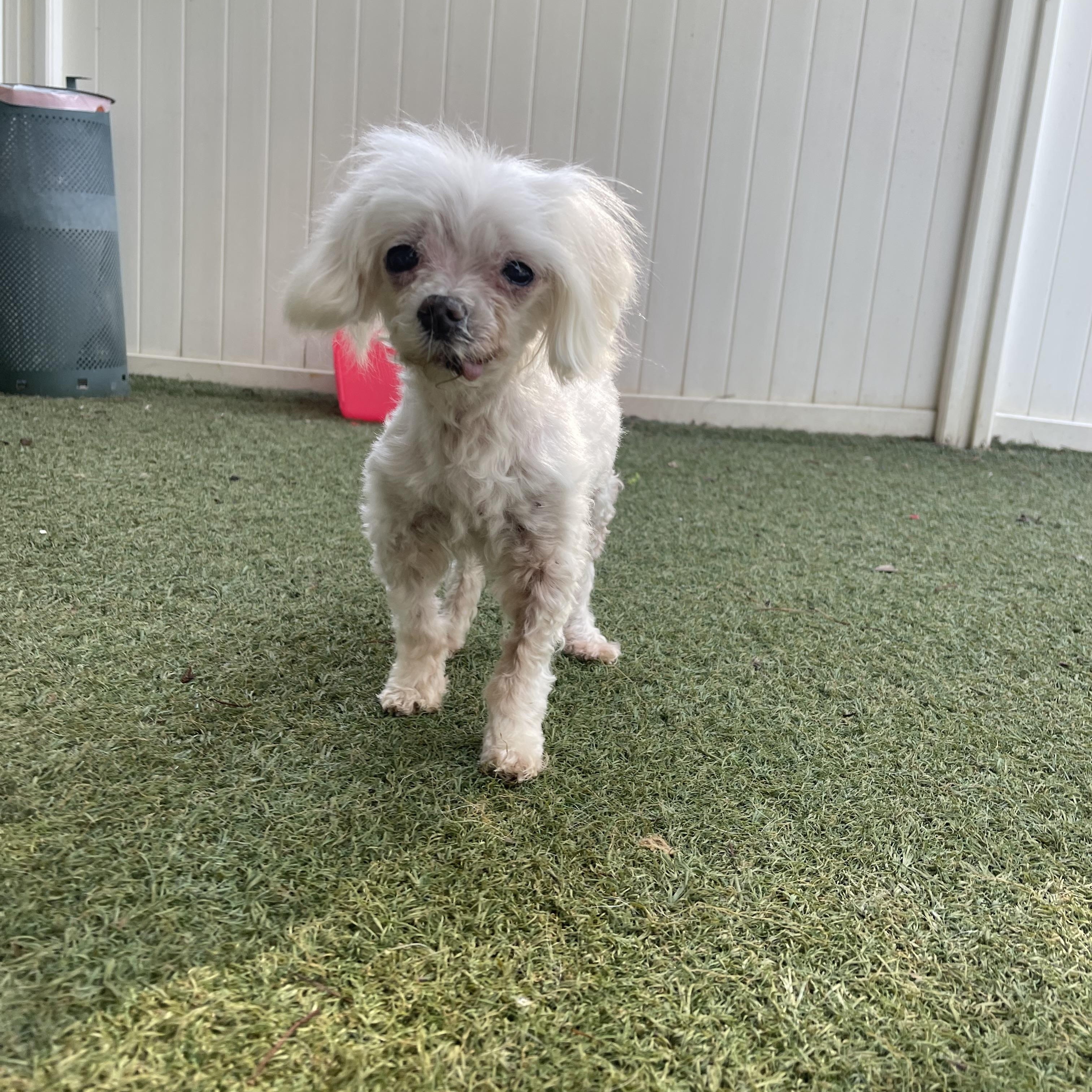 Pepper, an adopted mixed breed in Baton Rouge, LA image 6/6