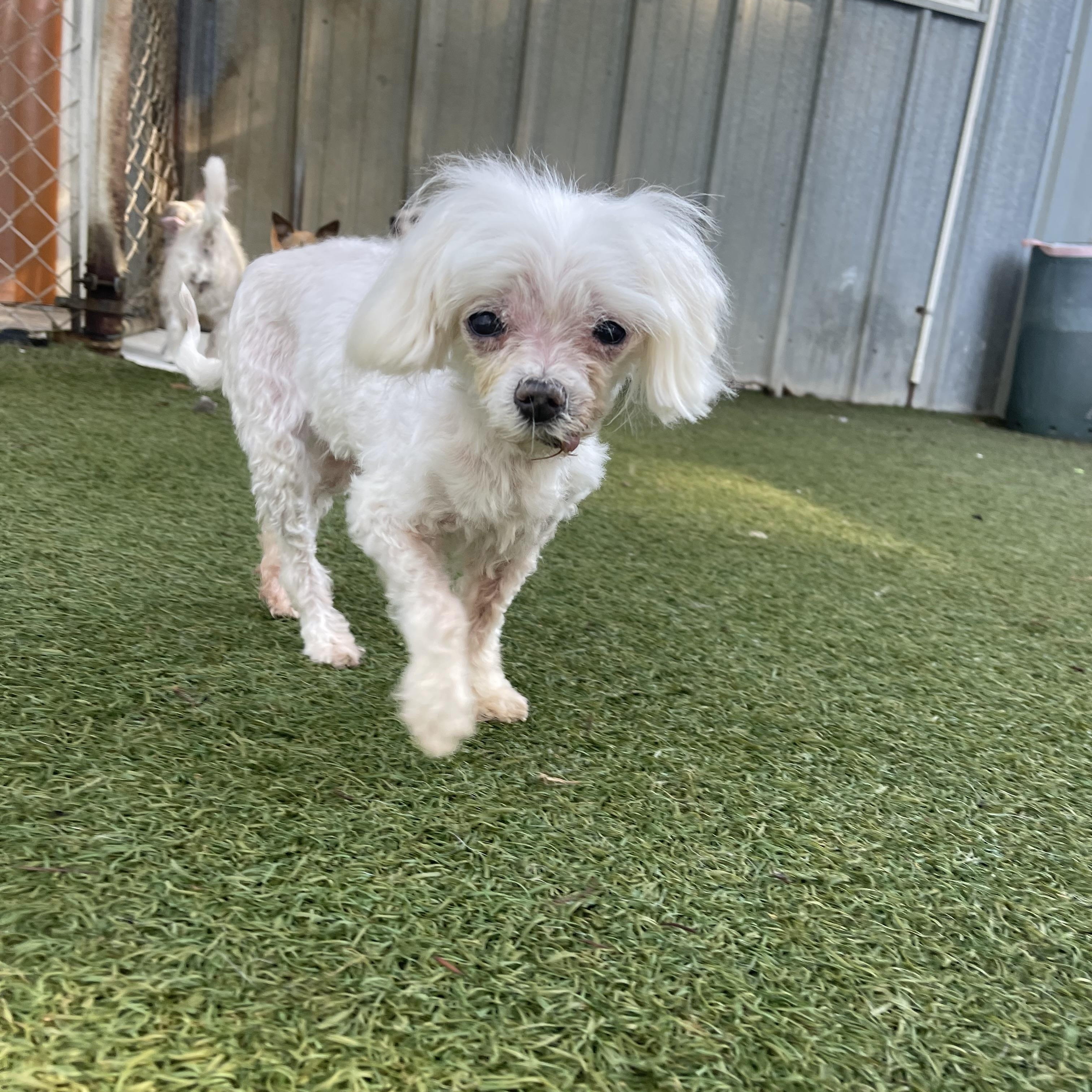 Pepper, an adopted mixed breed in Baton Rouge, LA image 5/6
