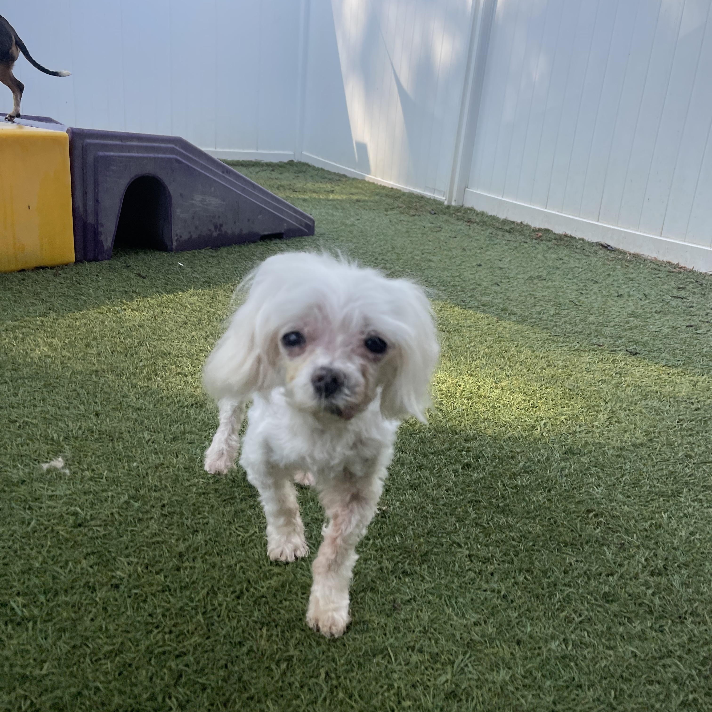 Pepper, an adopted mixed breed in Baton Rouge, LA image 4/6