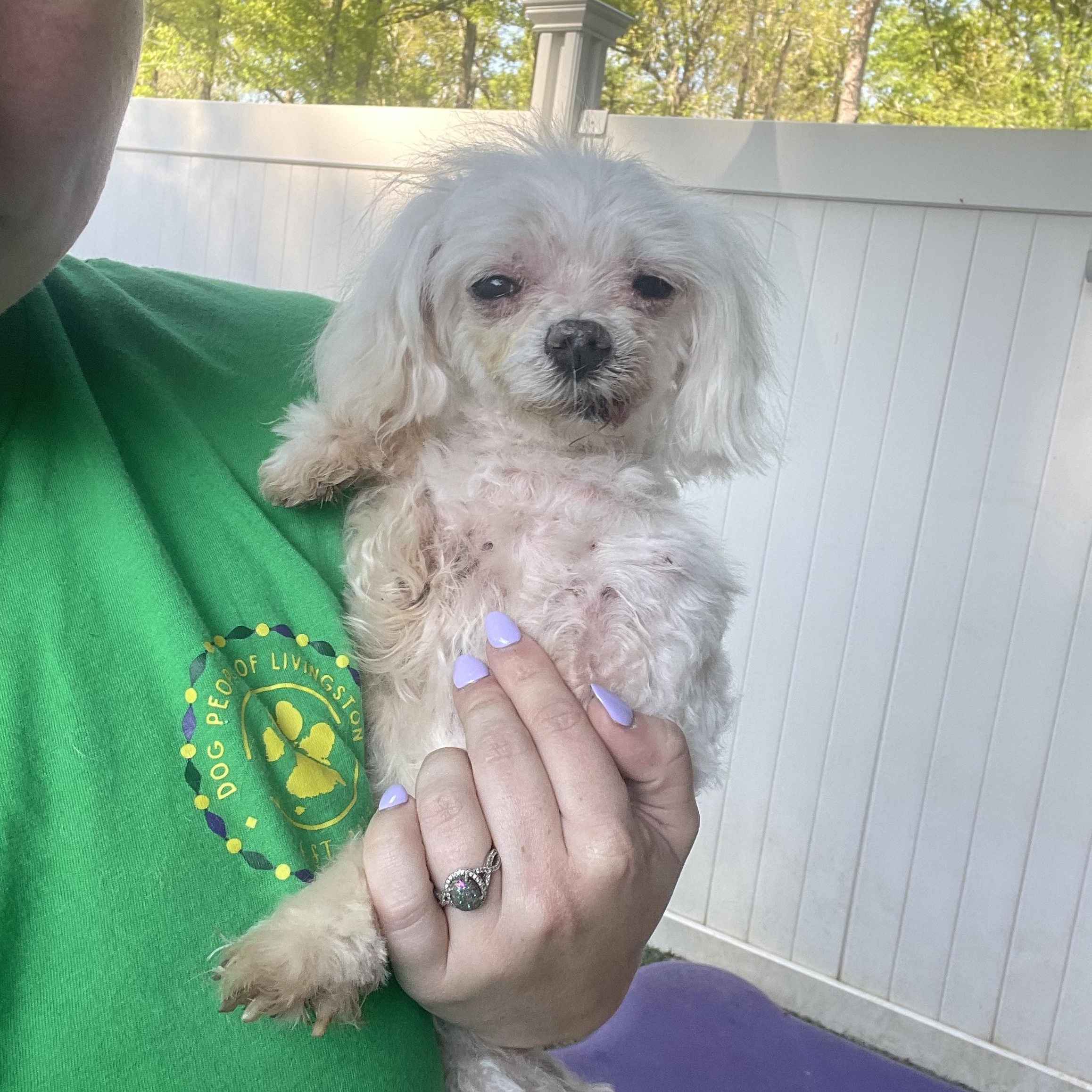 Pepper, an adopted mixed breed in Baton Rouge, LA image 2/6