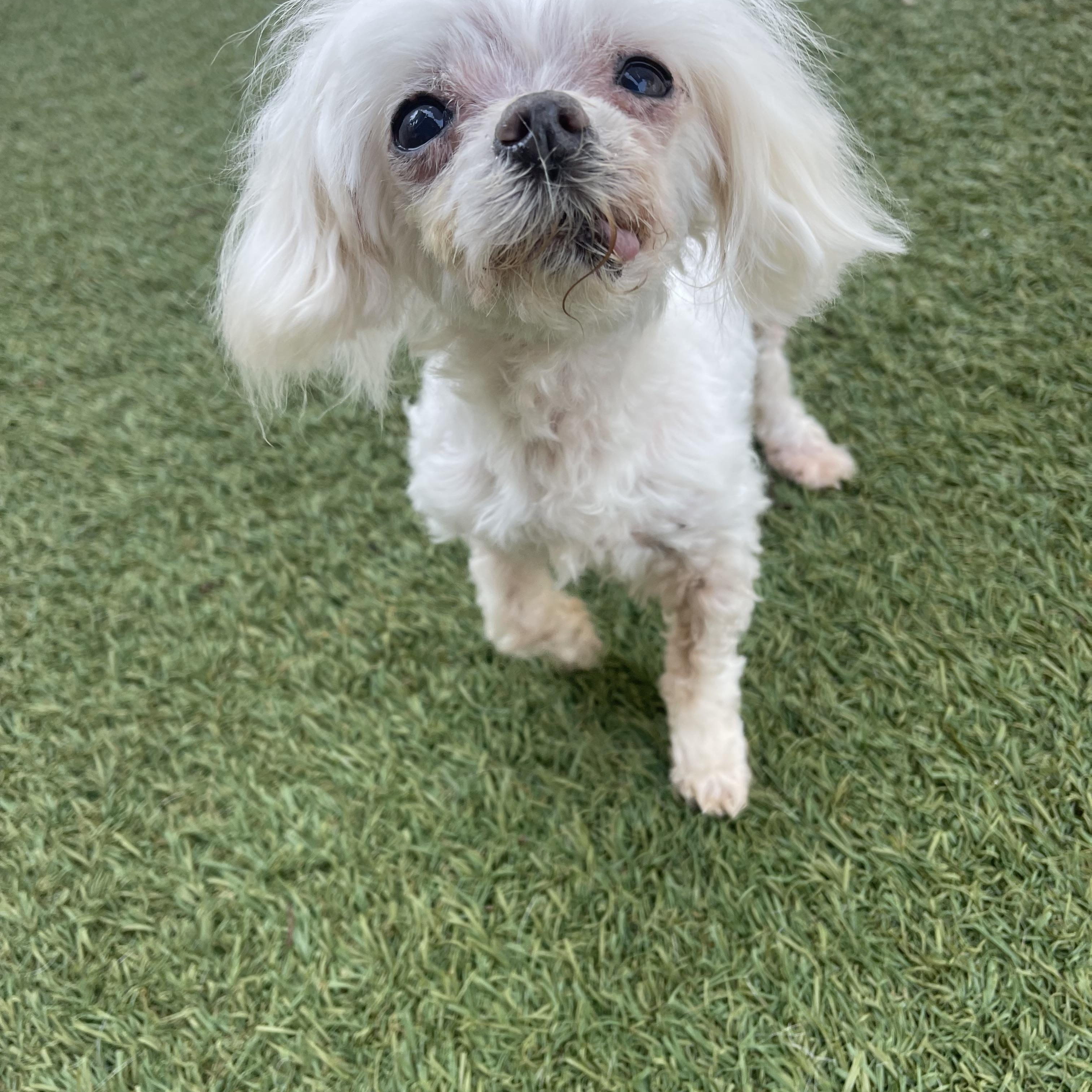 Pepper, adopted, Senior Female Maltese.