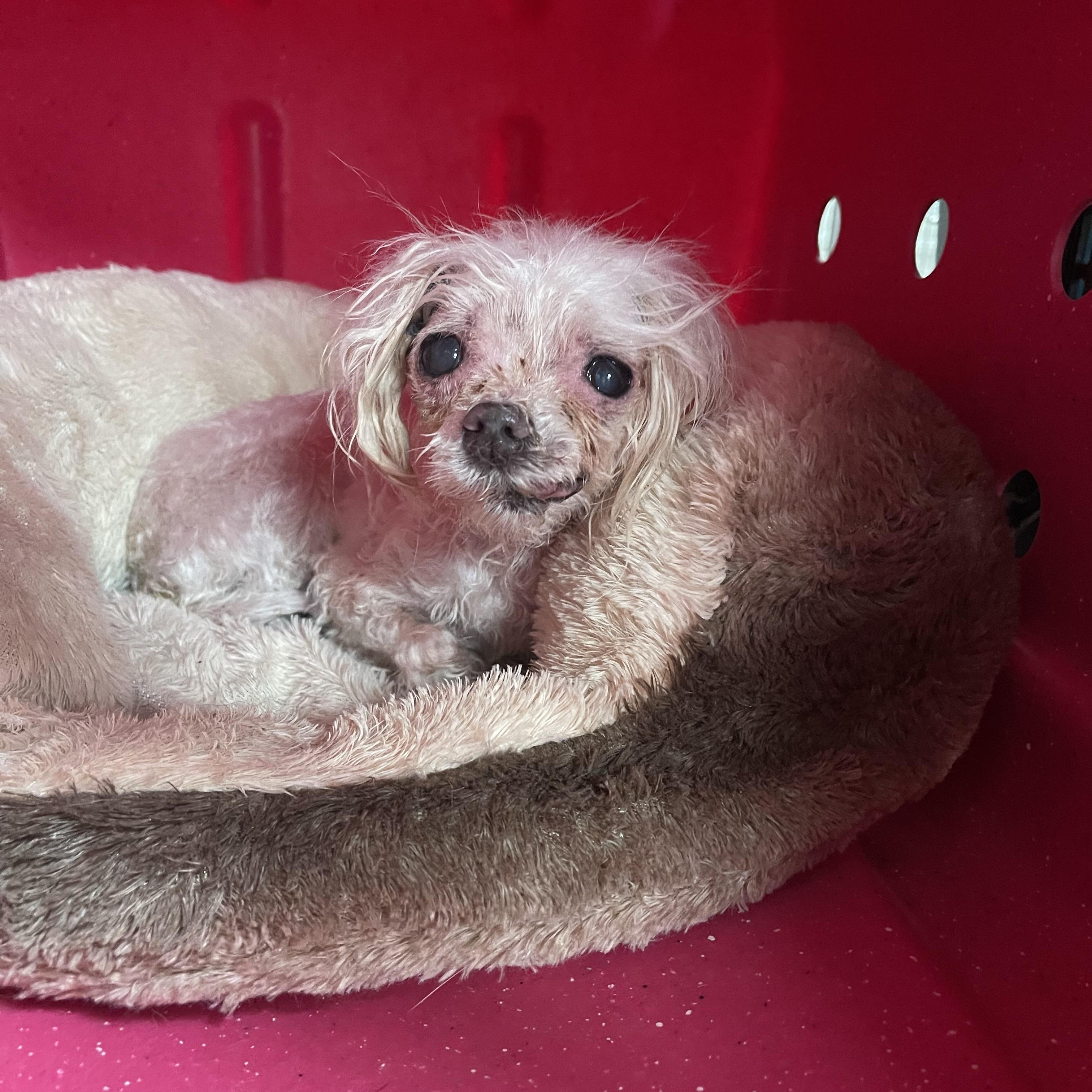 Pepper, an adopted mixed breed in Baton Rouge, LA image 3/6