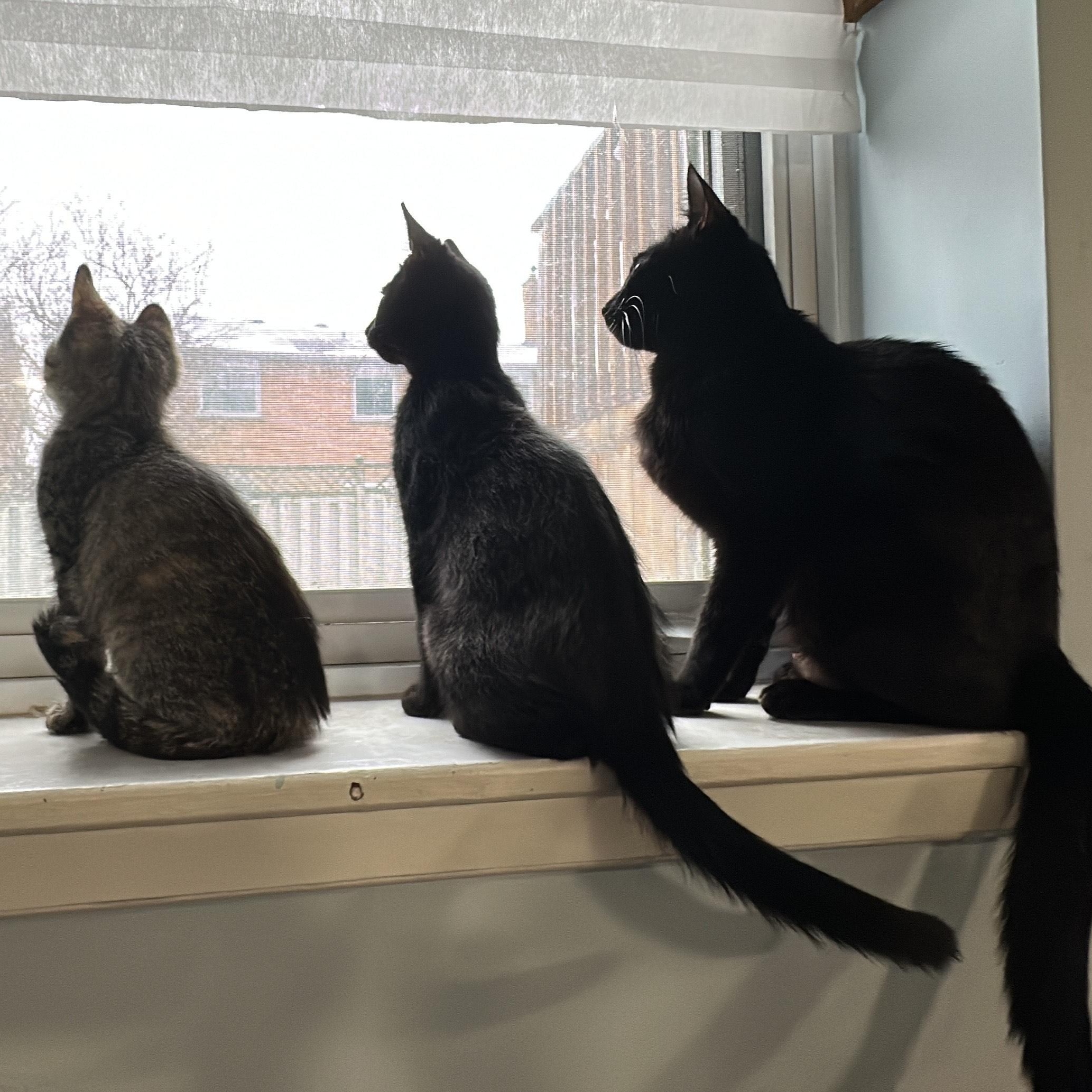 Enlarge Charna, a ADOPTABLE Domestic Short Hair in Pickering, ON image 6/6