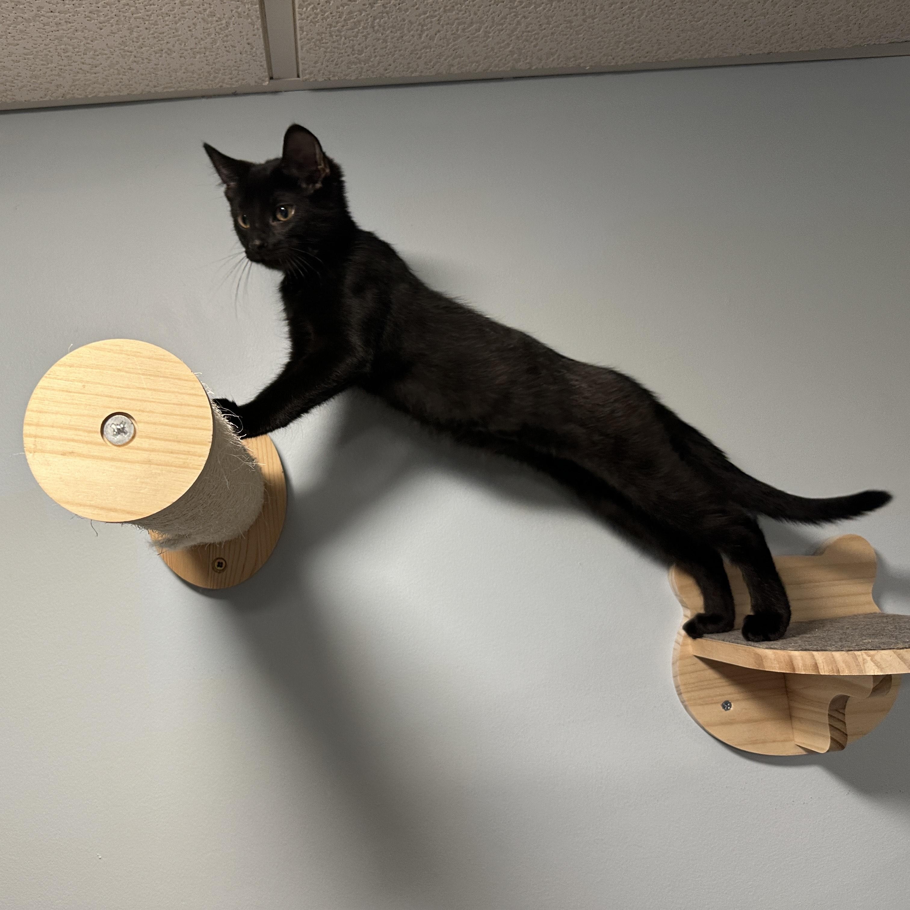 Enlarge Charna, a ADOPTABLE Domestic Short Hair in Pickering, ON image 4/6