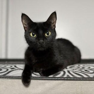 Enlarge Charna, a ADOPTABLE Domestic Short Hair in Pickering, ON image 1/6