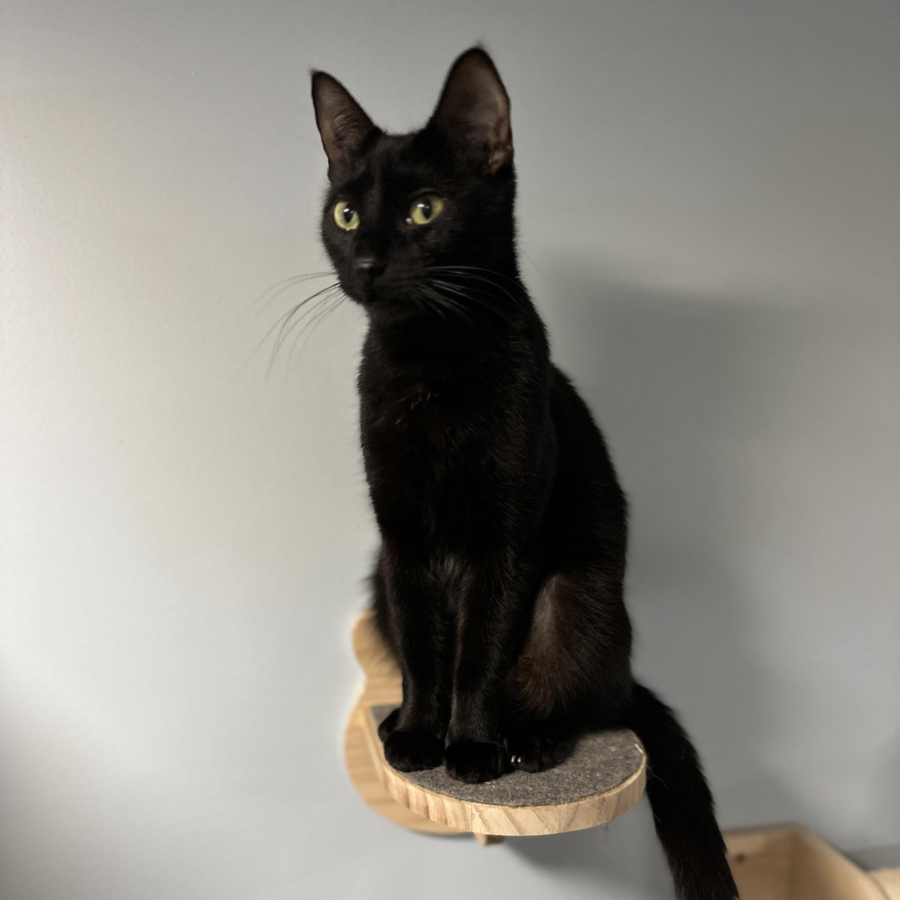 Enlarge Charna, a ADOPTABLE Domestic Short Hair in Pickering, ON image 2/6