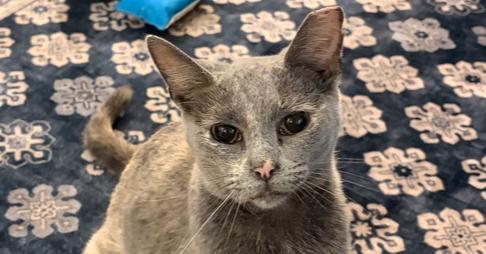 Praline, a Adoptable mixed breed in Springdale, PA image 1/5