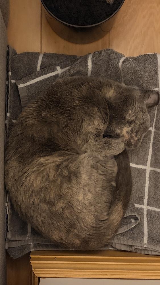 Praline, a Adoptable mixed breed in Springdale, PA image 5/5