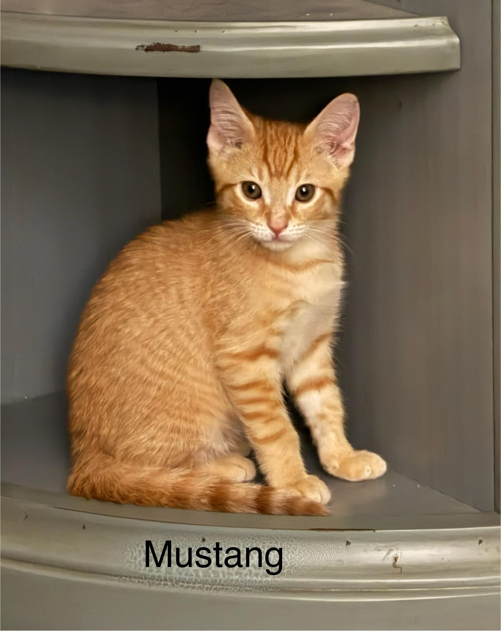 Mustang, Baby Male Tabby