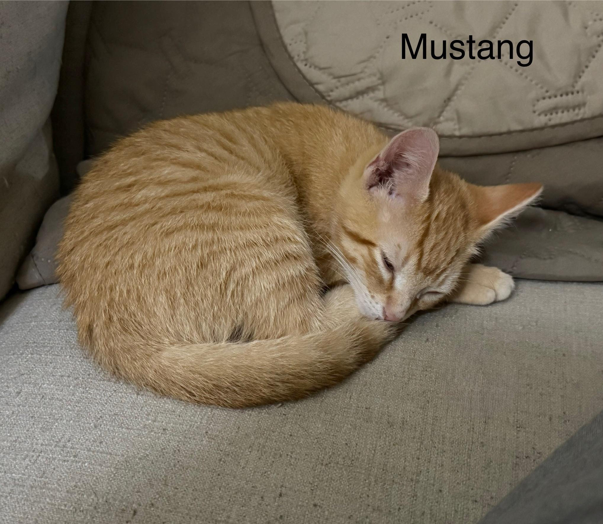 Mustang photo 3