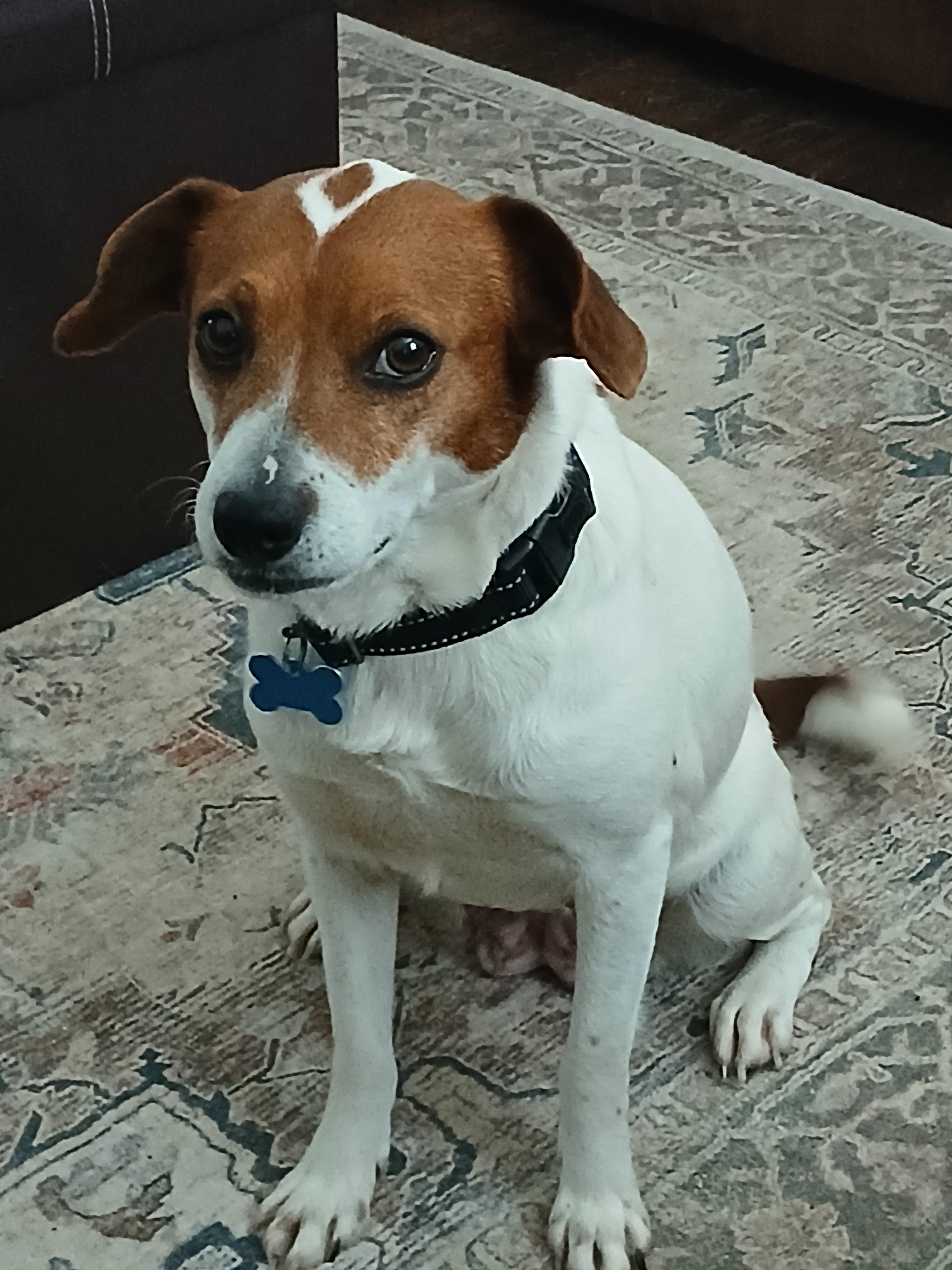 Enlarge Dixie Poo, a ADOPTABLE mixed breed in Wappingers Falls, NY image 2/4