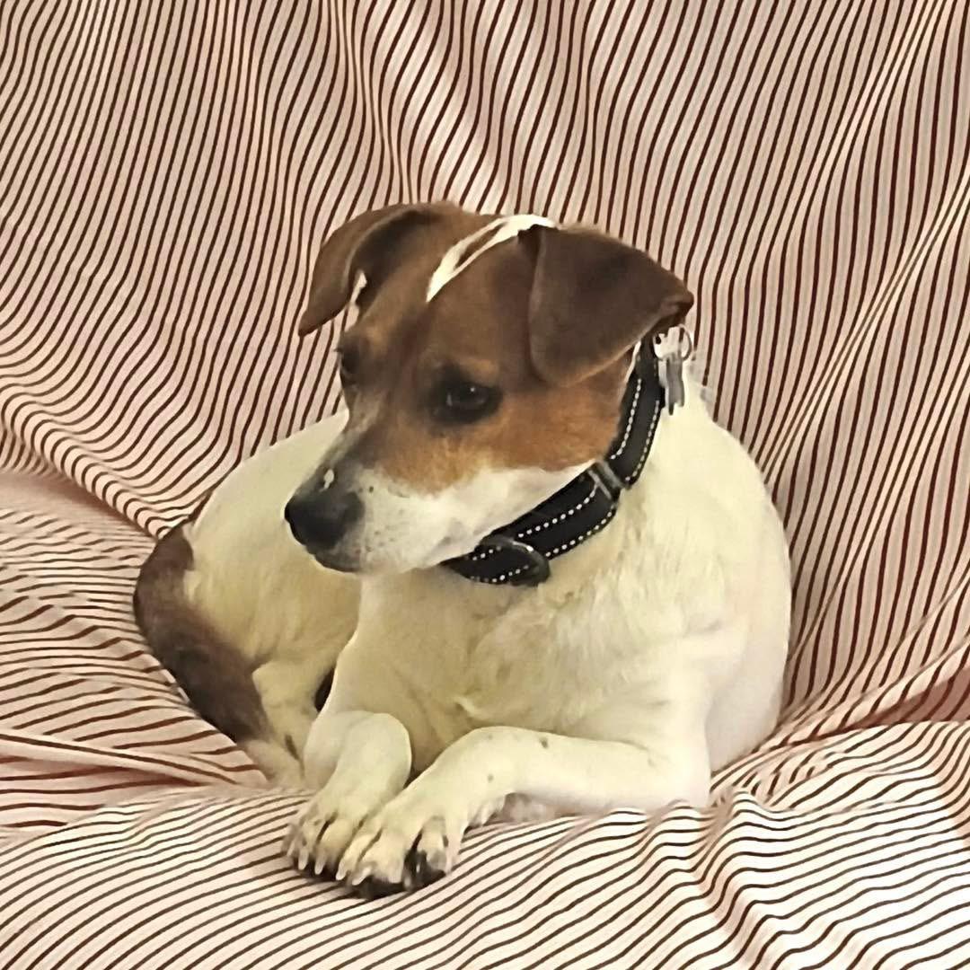 Dixie Poo, ADOPTABLE, Adult Female Jack Russell Terrier.