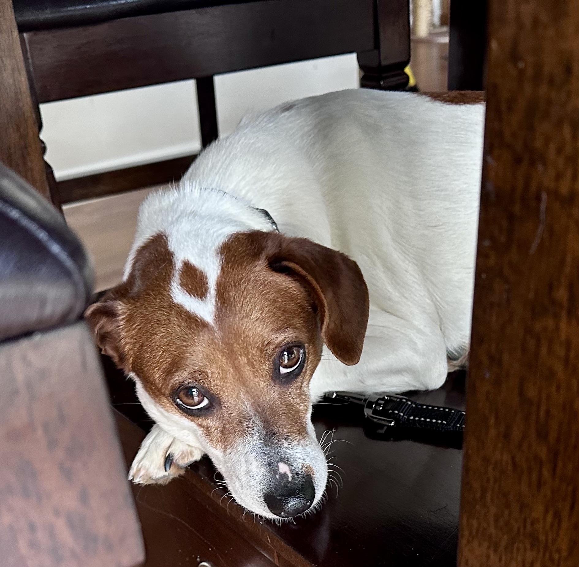 Enlarge Dixie Poo, a ADOPTABLE mixed breed in Wappingers Falls, NY image 2/3