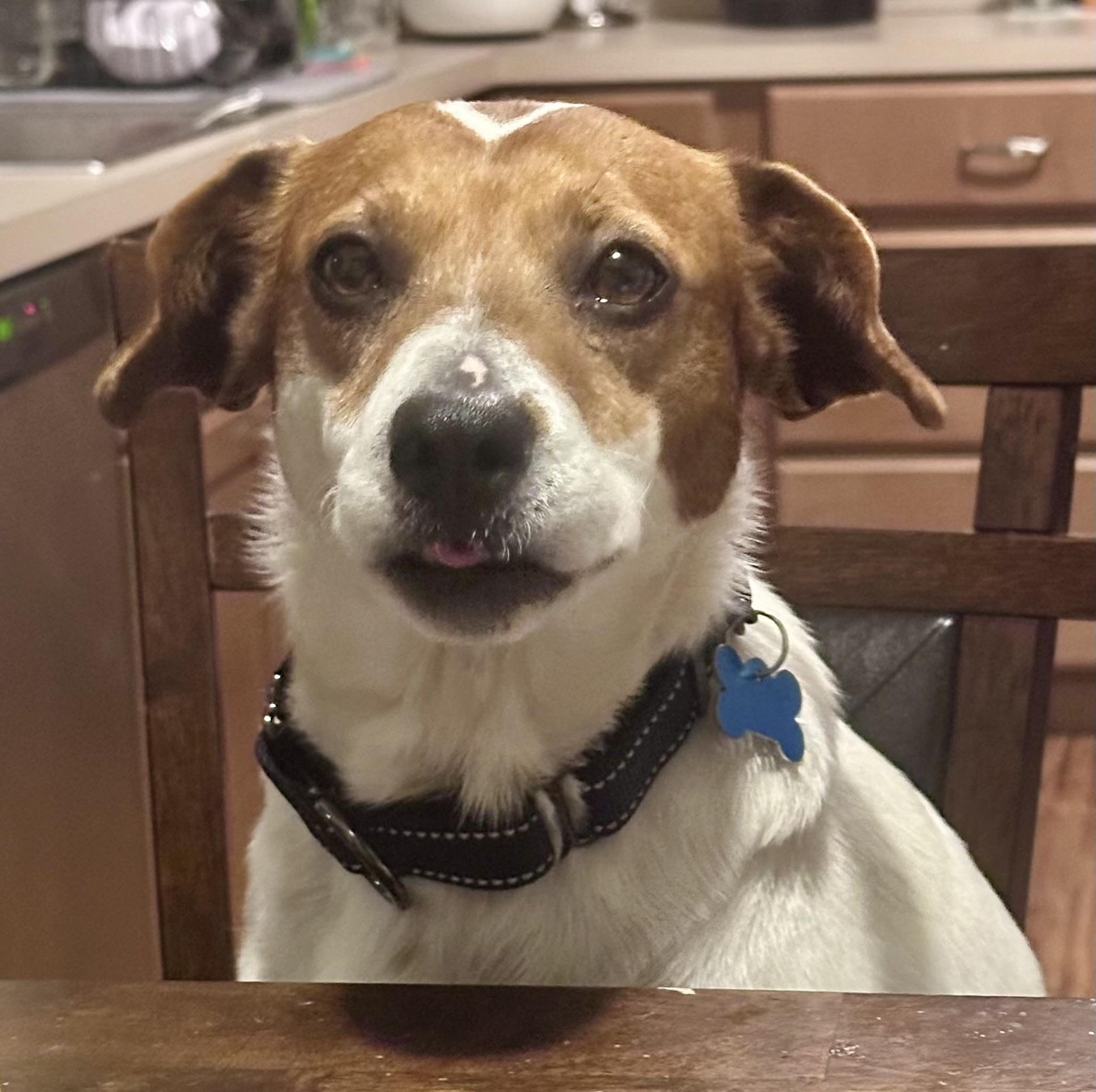 Dixie Poo, ADOPTABLE, Adult Female Jack Russell Terrier.