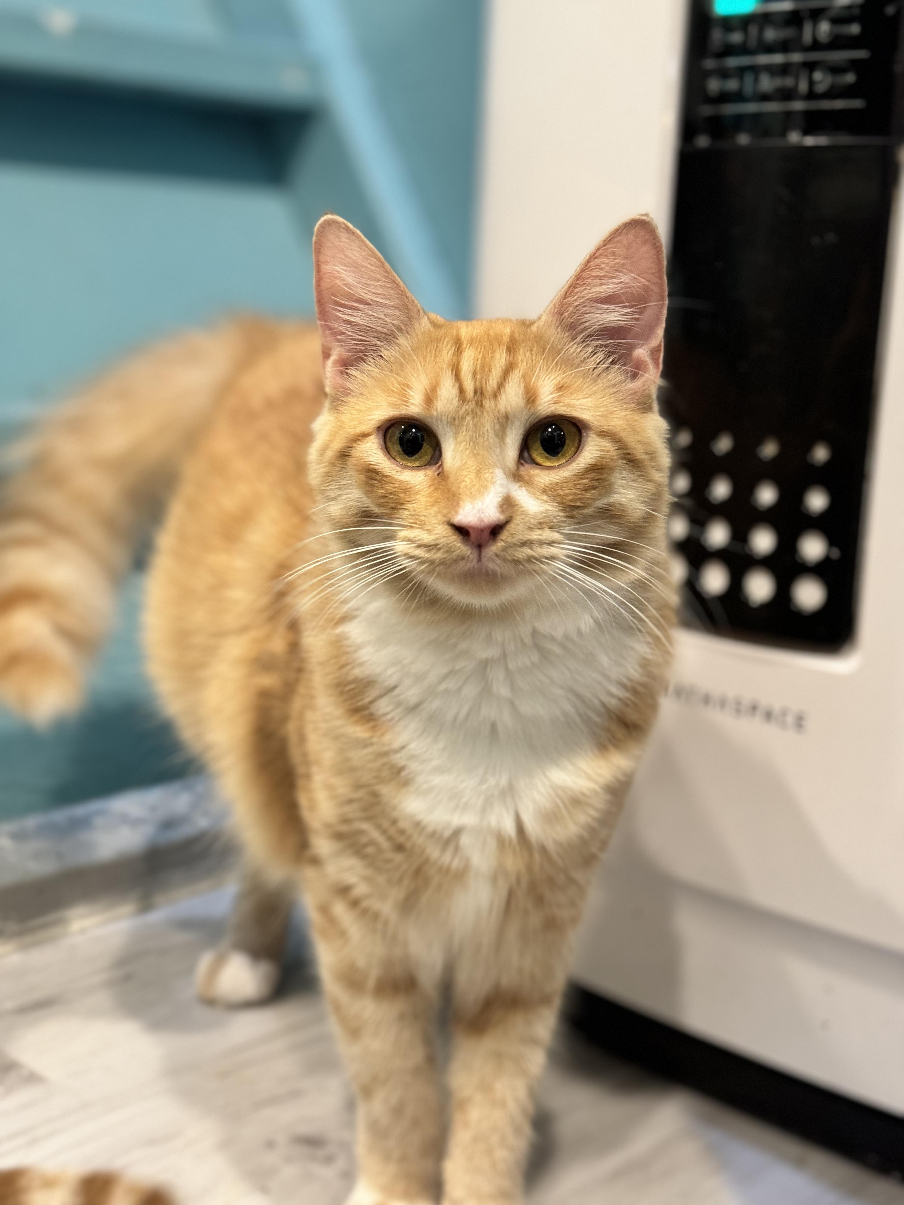 Enlarge Marion, a Adopted Domestic Medium Hair in Aiea, HI image 2/6