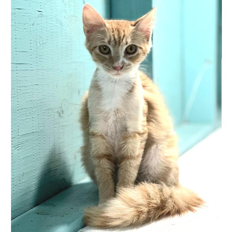 Enlarge Marion, a Adopted Domestic Medium Hair in Aiea, HI image 4/6