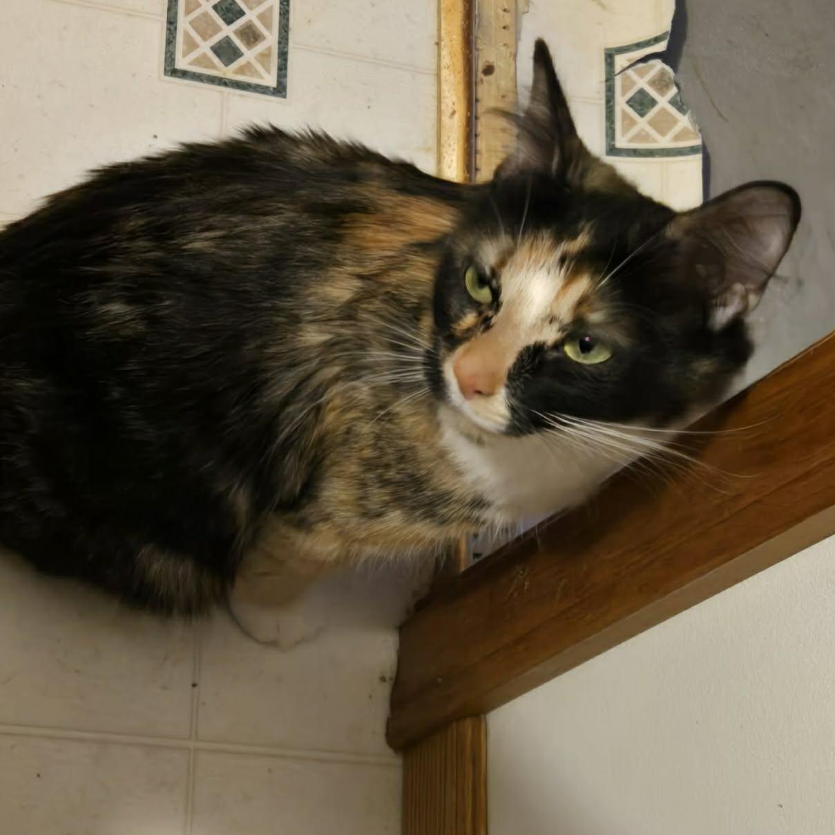 Enlarge Calsie, an adopted Domestic Medium Hair in Merrillville, IN image 2/3