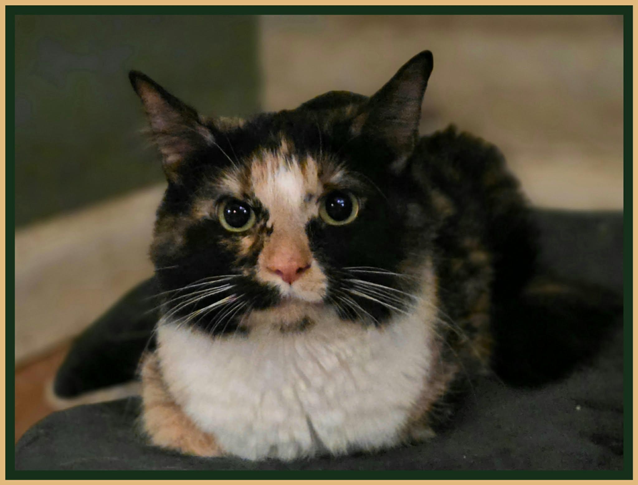 Calsie, ADOPTABLE, Adult Female Domestic Medium Hair.