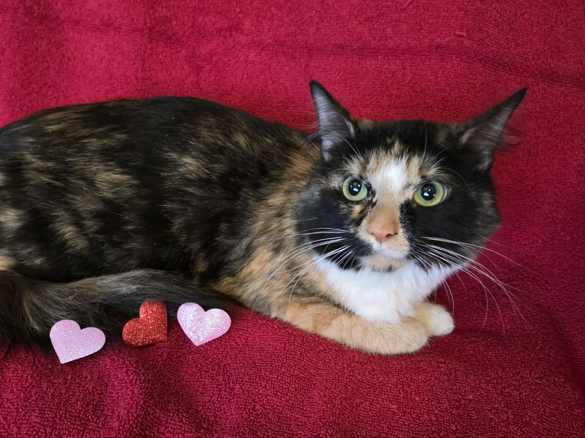 Enlarge Calsie, an adopted Domestic Medium Hair in Merrillville, IN image 3/3