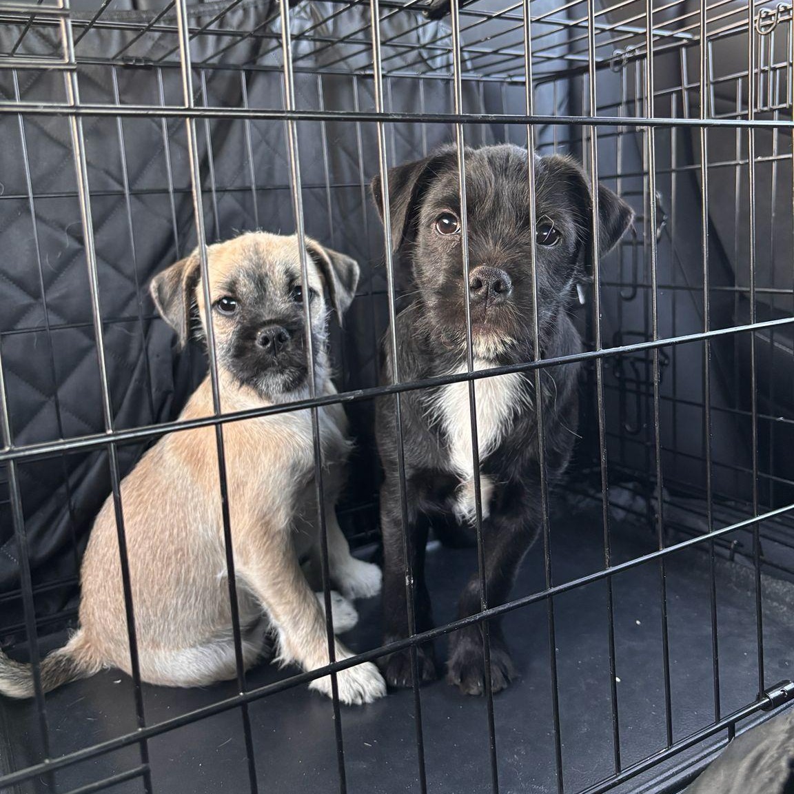 Enlarge Nurse Dana, an adopted mixed breed in Lebanon , NH image 4/5