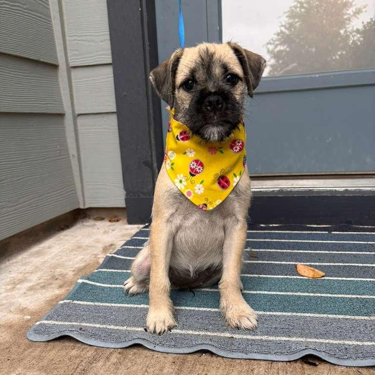 Nurse Dana, adopted, Puppy Female Terrier & Mixed Breed.