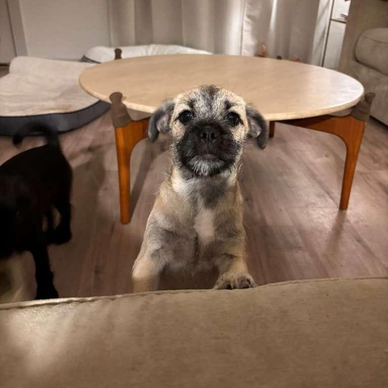 Enlarge Nurse Dana, an adopted mixed breed in Lebanon , NH image 3/5