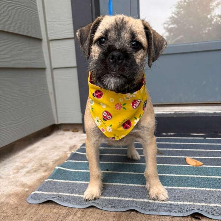 Enlarge Nurse Dana, an adopted mixed breed in Lebanon , NH image 2/5