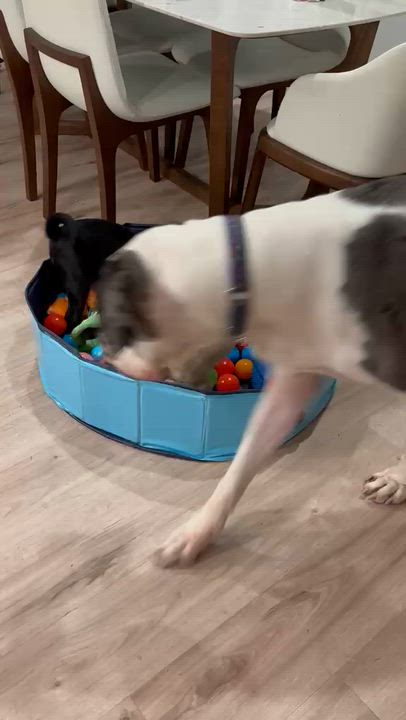Enlarge Nurse Dana, an adopted mixed breed in Lebanon , NH video 5/5