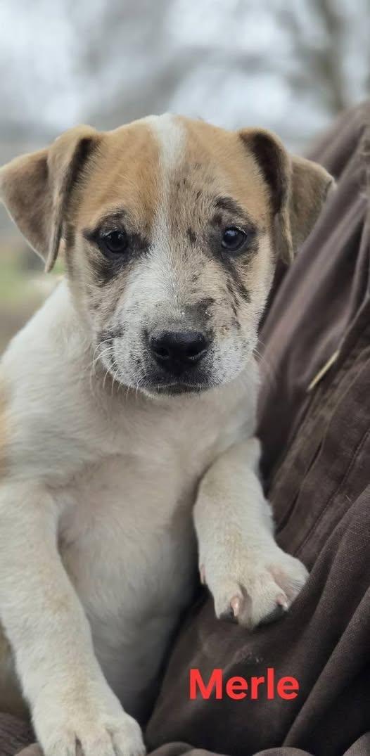 Merle, adopted, Young Male Mixed Breed.