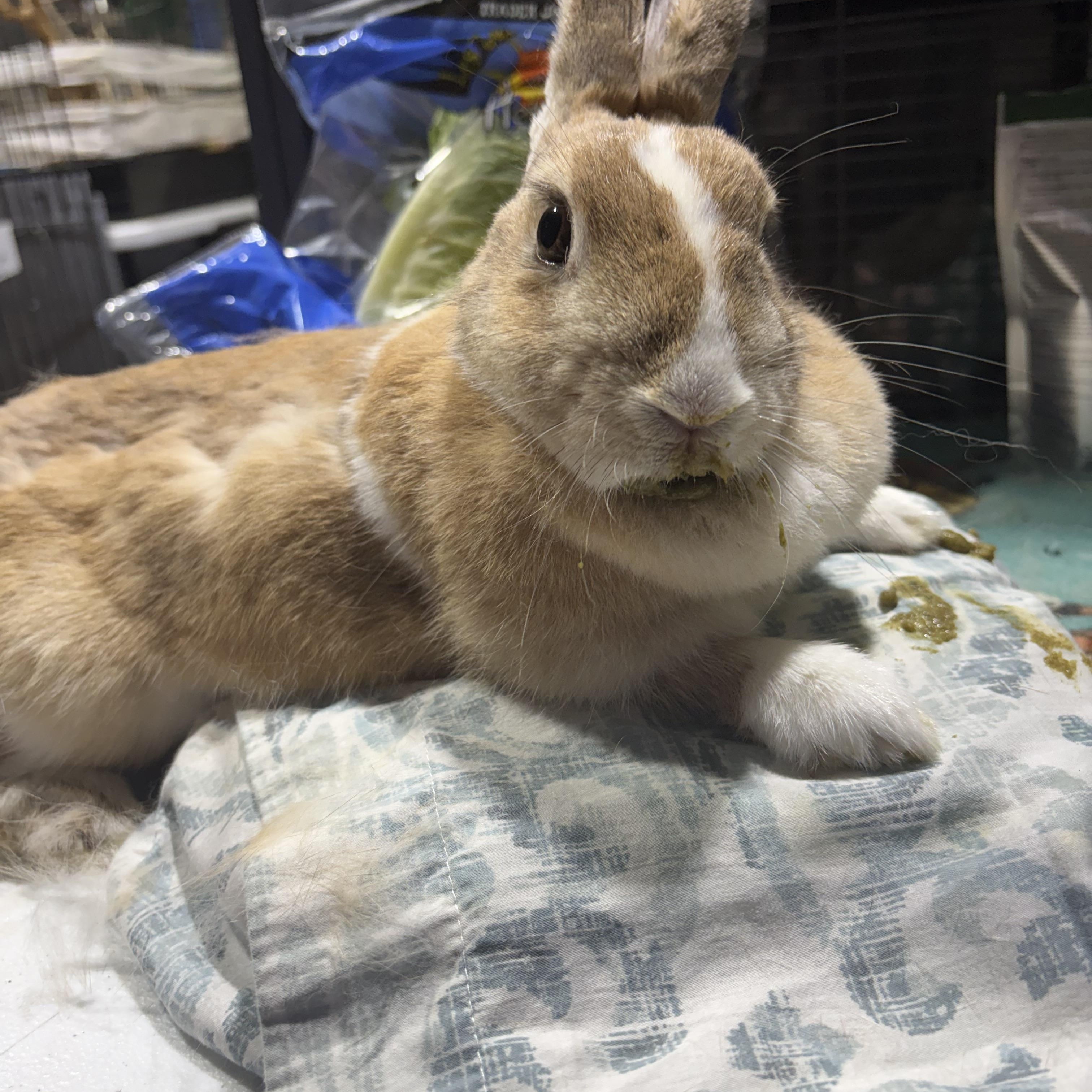 Enlarge Tipsy Tina, a Adoptable Dutch in Howell, NJ image 2/3