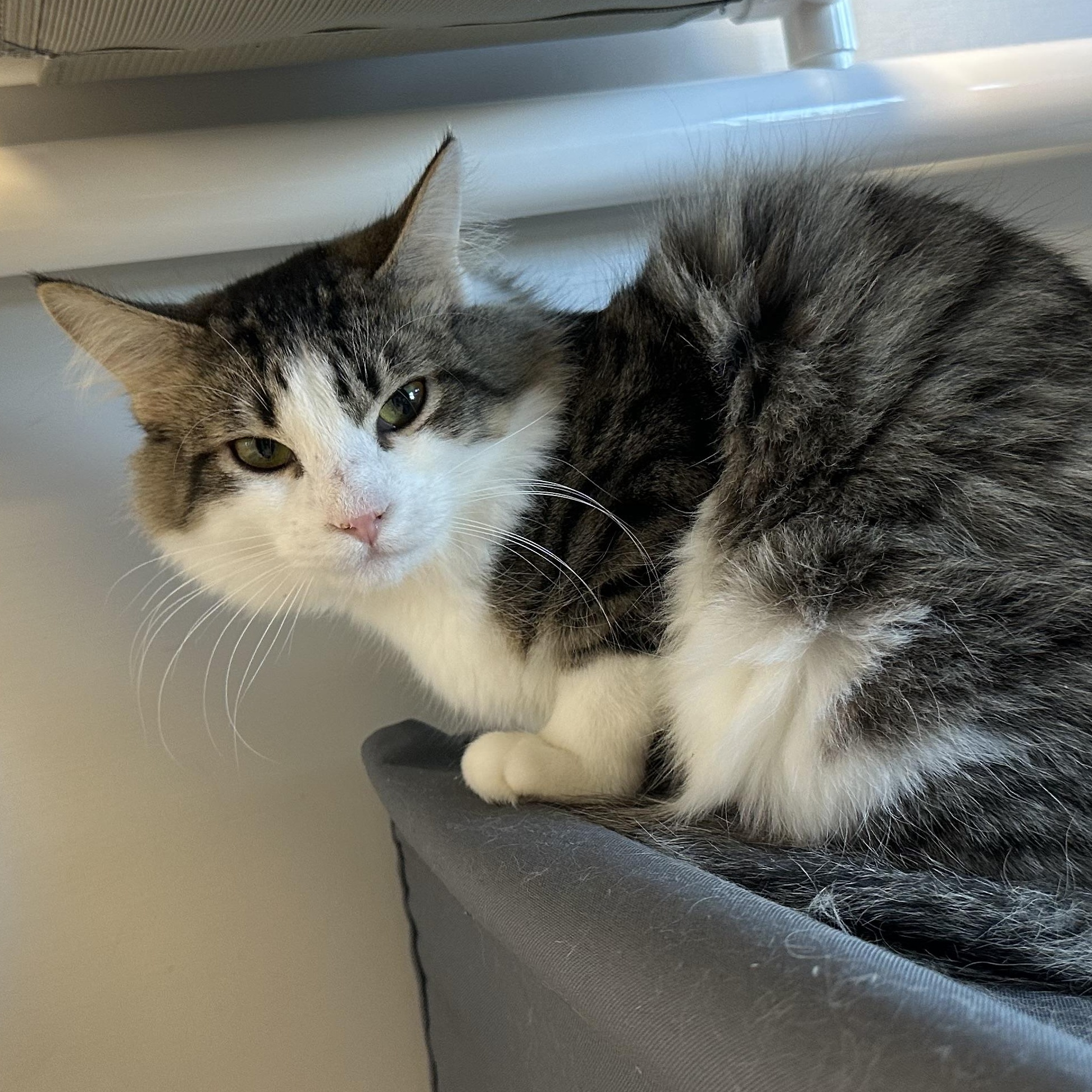 Enlarge Peter, a ADOPTABLE Domestic Long Hair in Cooperstown, NY image 2/3