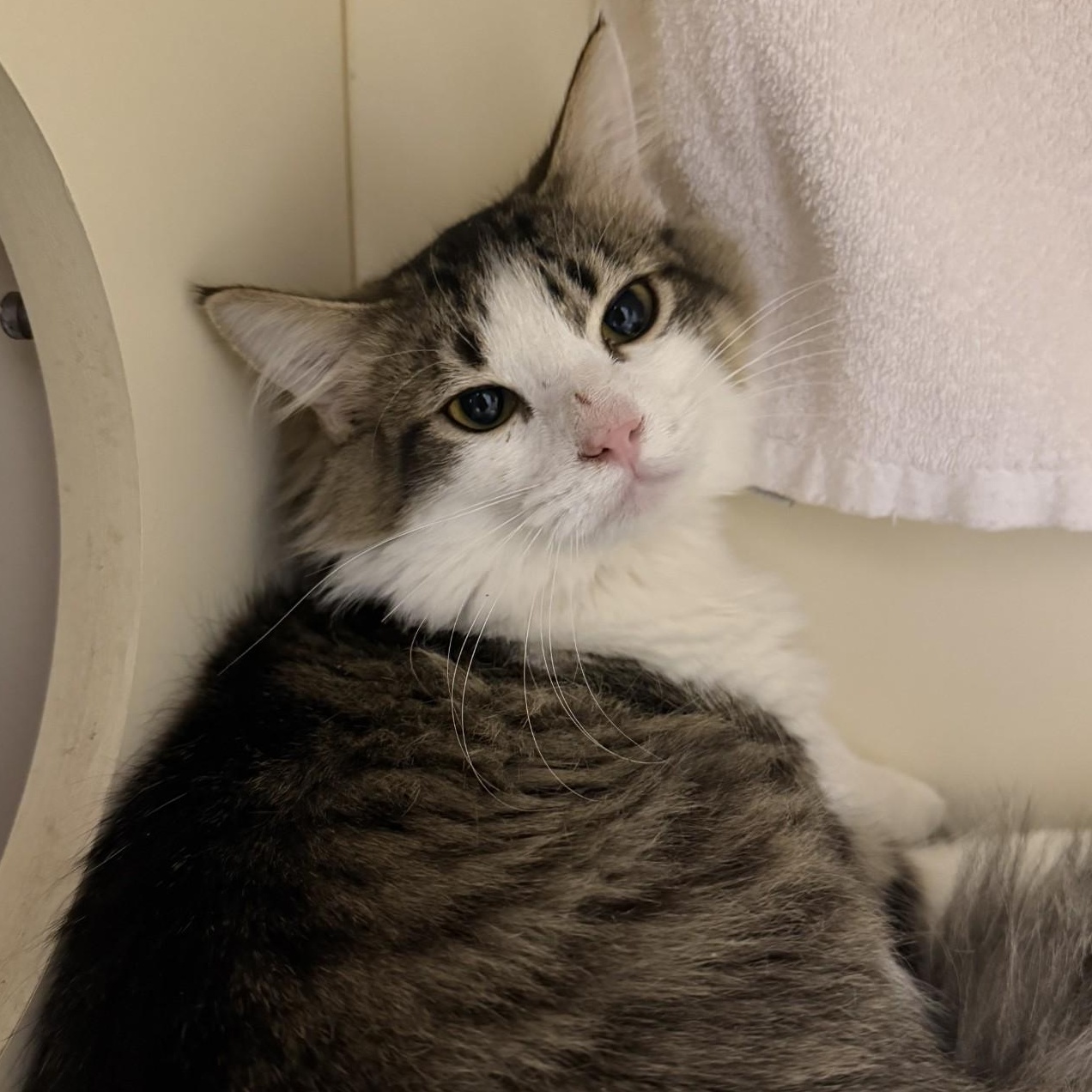 Enlarge Peter, a ADOPTABLE Domestic Long Hair in Cooperstown, NY image 3/3