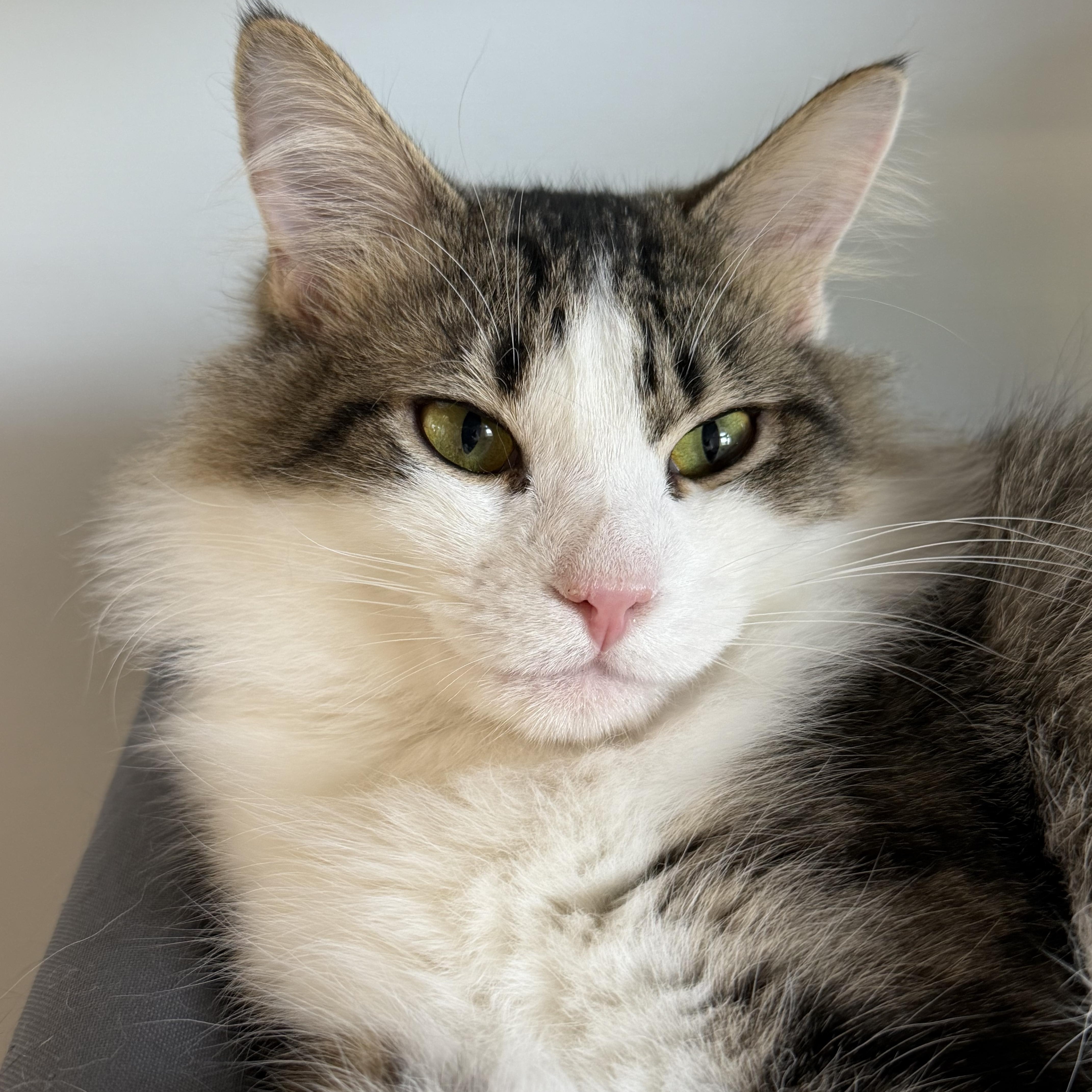 Peter, an adopted Domestic Long Hair in Cooperstown, NY image 1/5