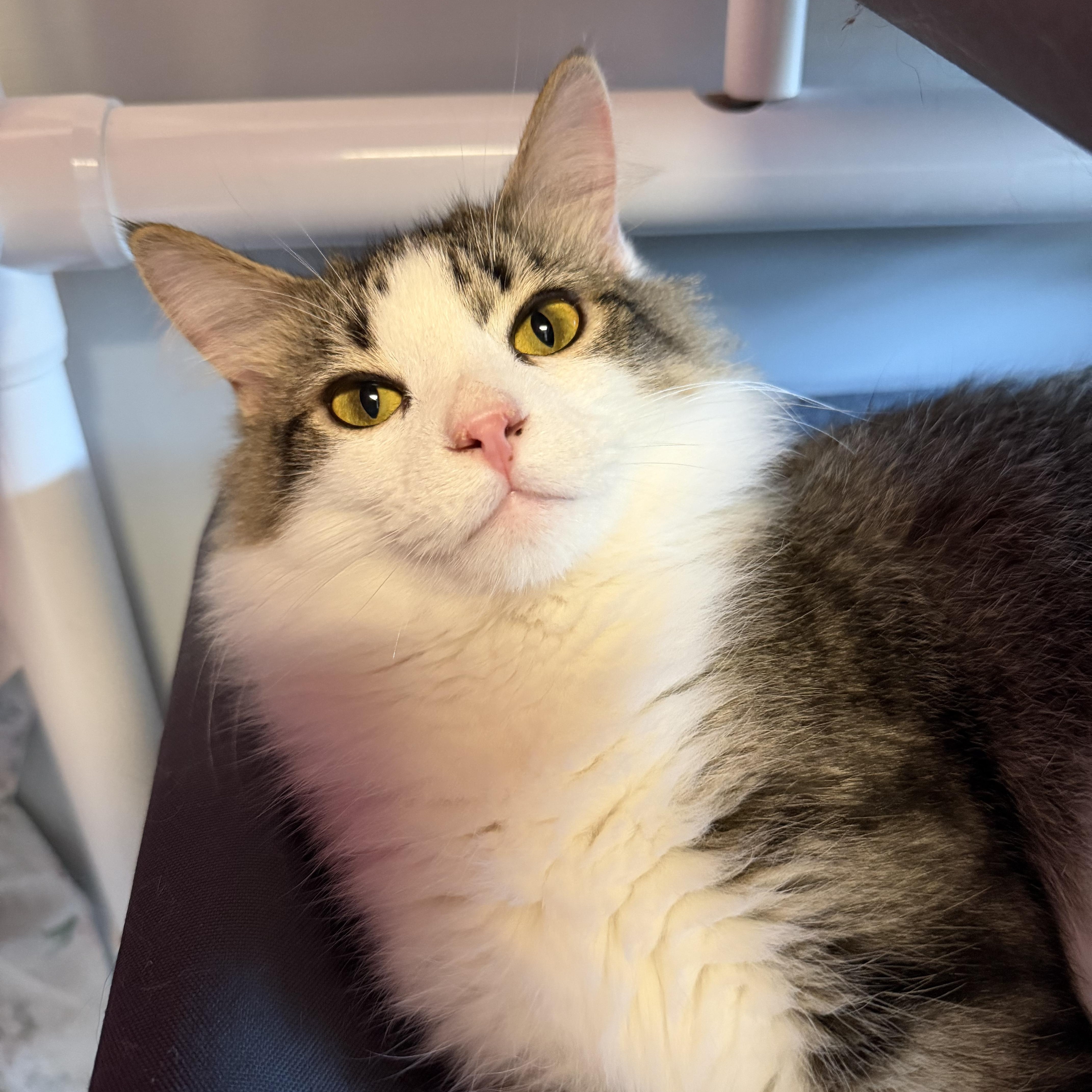 Enlarge Peter, a ADOPTABLE Domestic Long Hair in Cooperstown, NY image 4/4