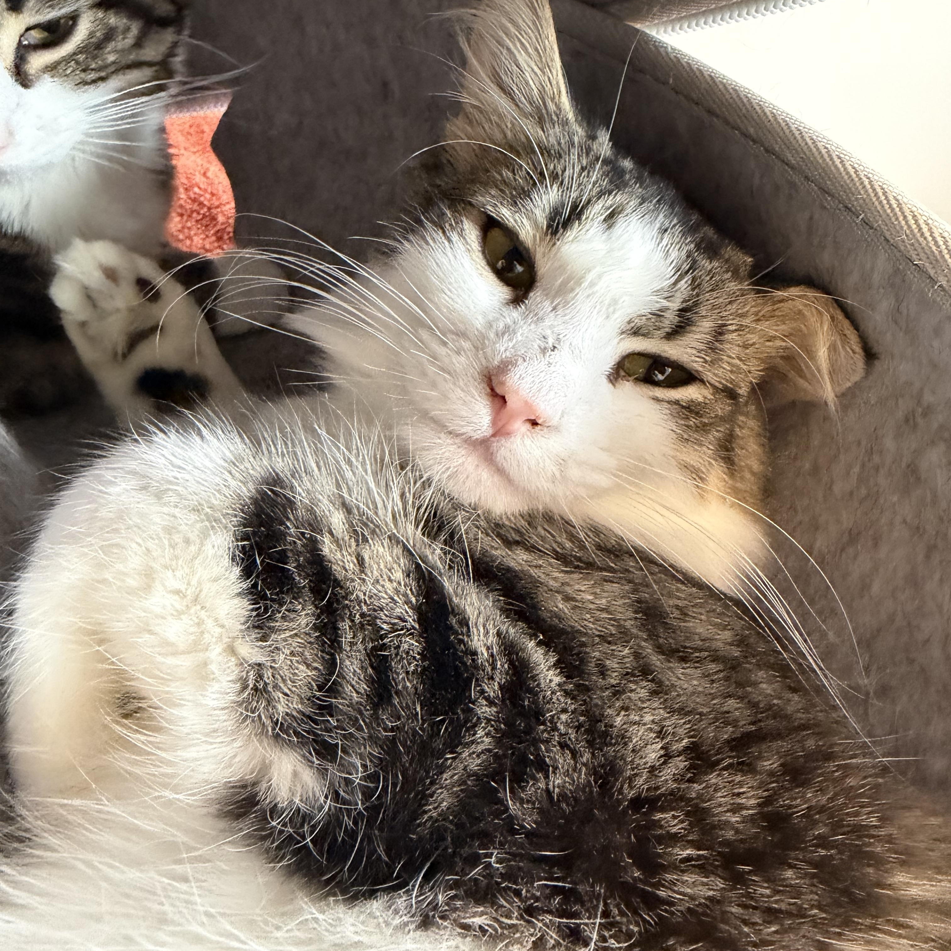 Peter, ADOPTABLE, Young Male Domestic Long Hair.