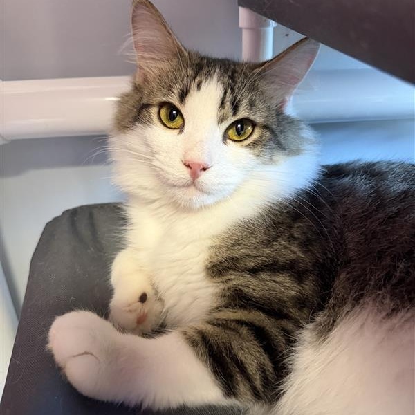 Enlarge Peter, a ADOPTABLE Domestic Long Hair in Cooperstown, NY image 1/4