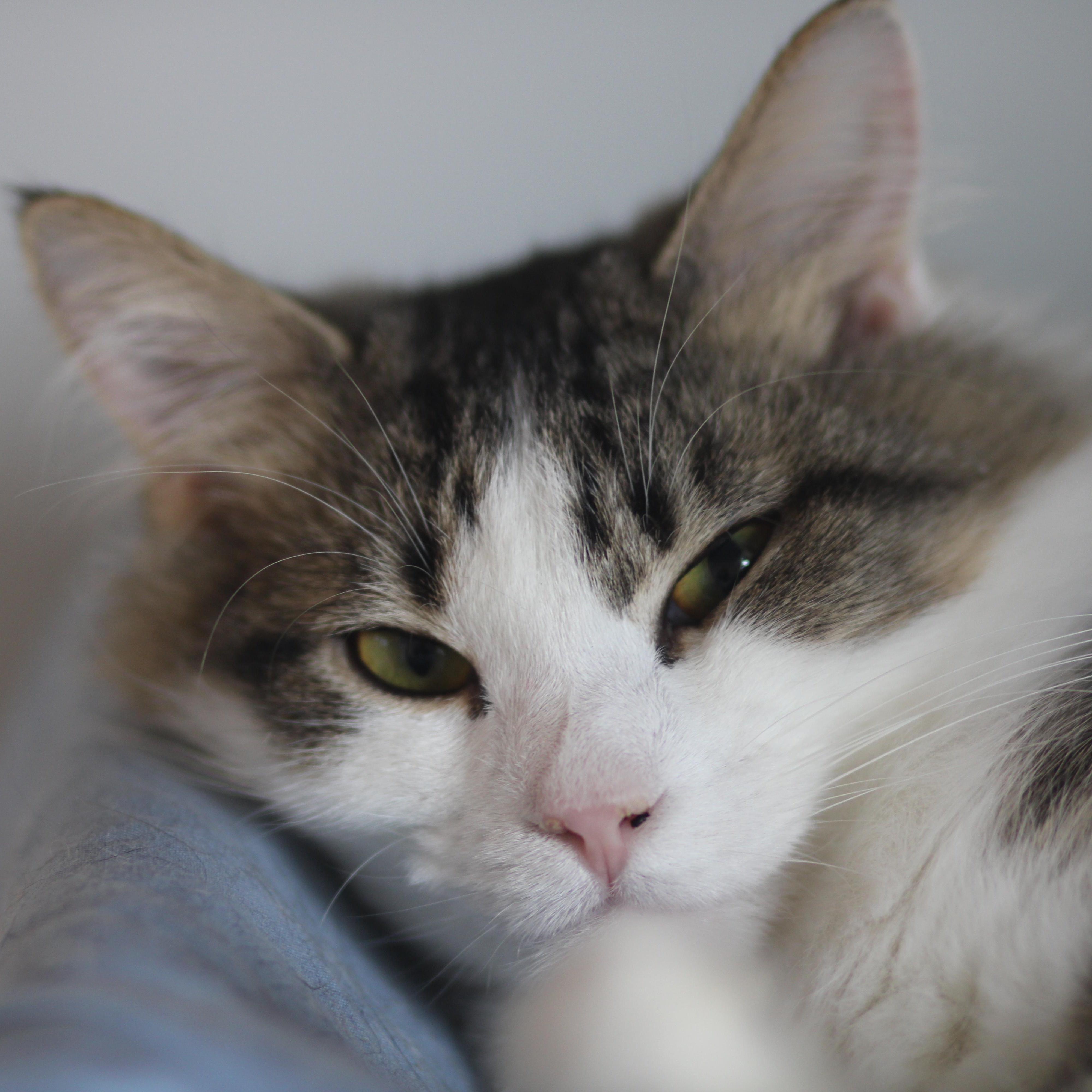 Enlarge Peter, a ADOPTABLE Domestic Long Hair in Cooperstown, NY image 2/4