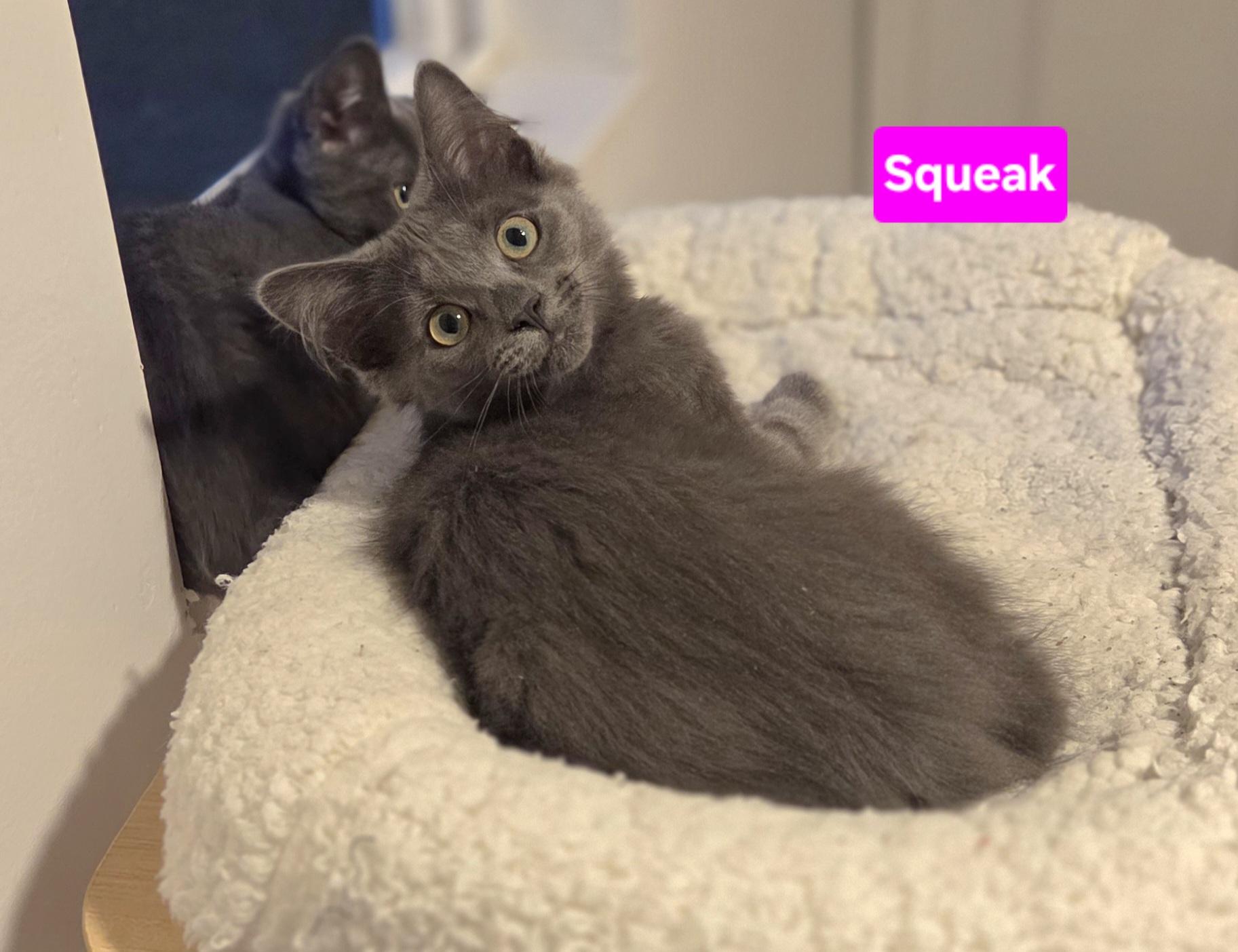 Enlarge Squeak (Siblings are Nibbles & Mouse), a ADOPTABLE Domestic Medium Hair in Brighton, MI image 3/4