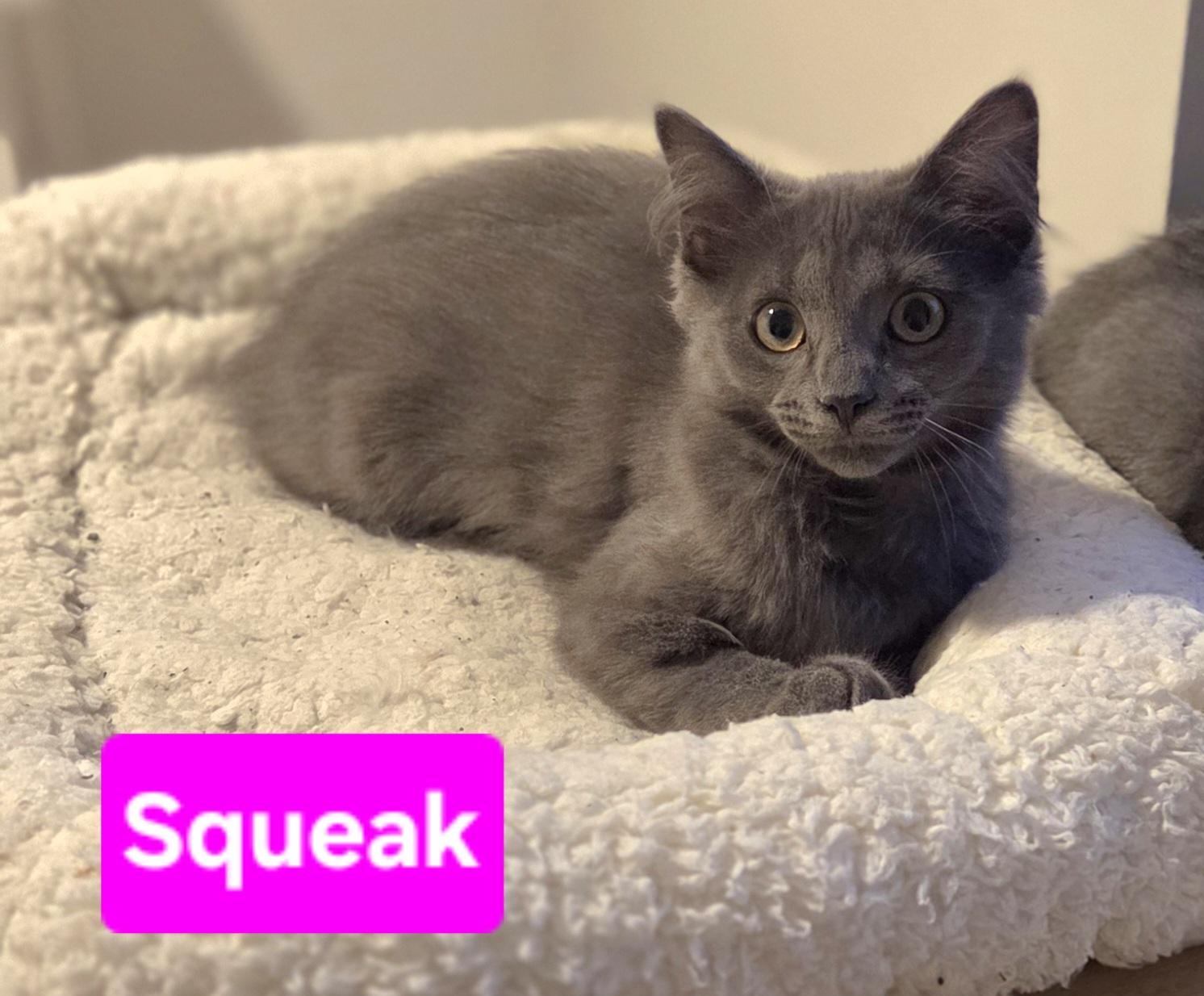 Enlarge Squeak (Siblings are Nibbles & Mouse), a ADOPTABLE Domestic Medium Hair in Brighton, MI image 2/4