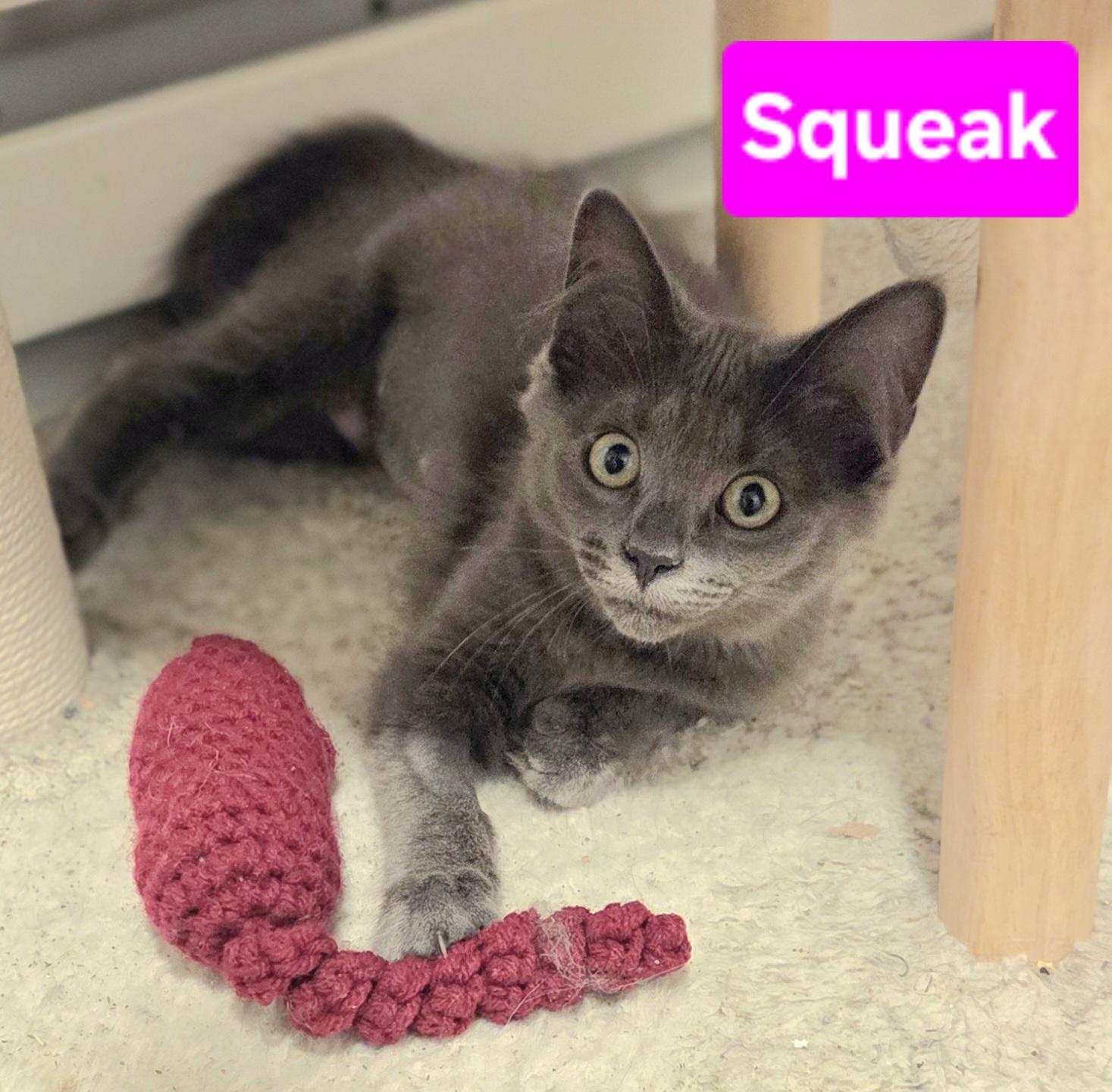 Enlarge Squeak (Siblings are Nibbles & Mouse), a ADOPTABLE Domestic Medium Hair in Brighton, MI image 4/4