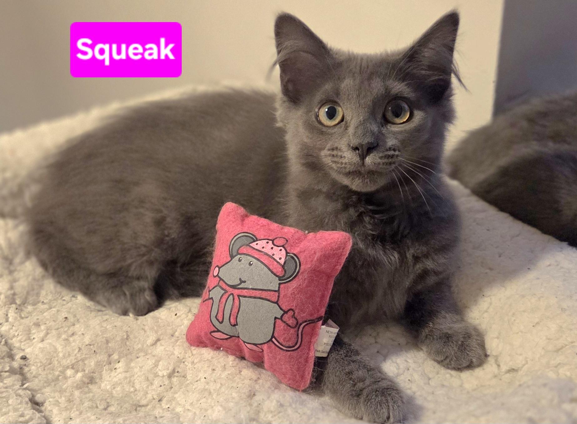 Squeak (Siblings are Nibbles & Mouse), ADOPTABLE, Kitten Female Domestic Medium Hair.