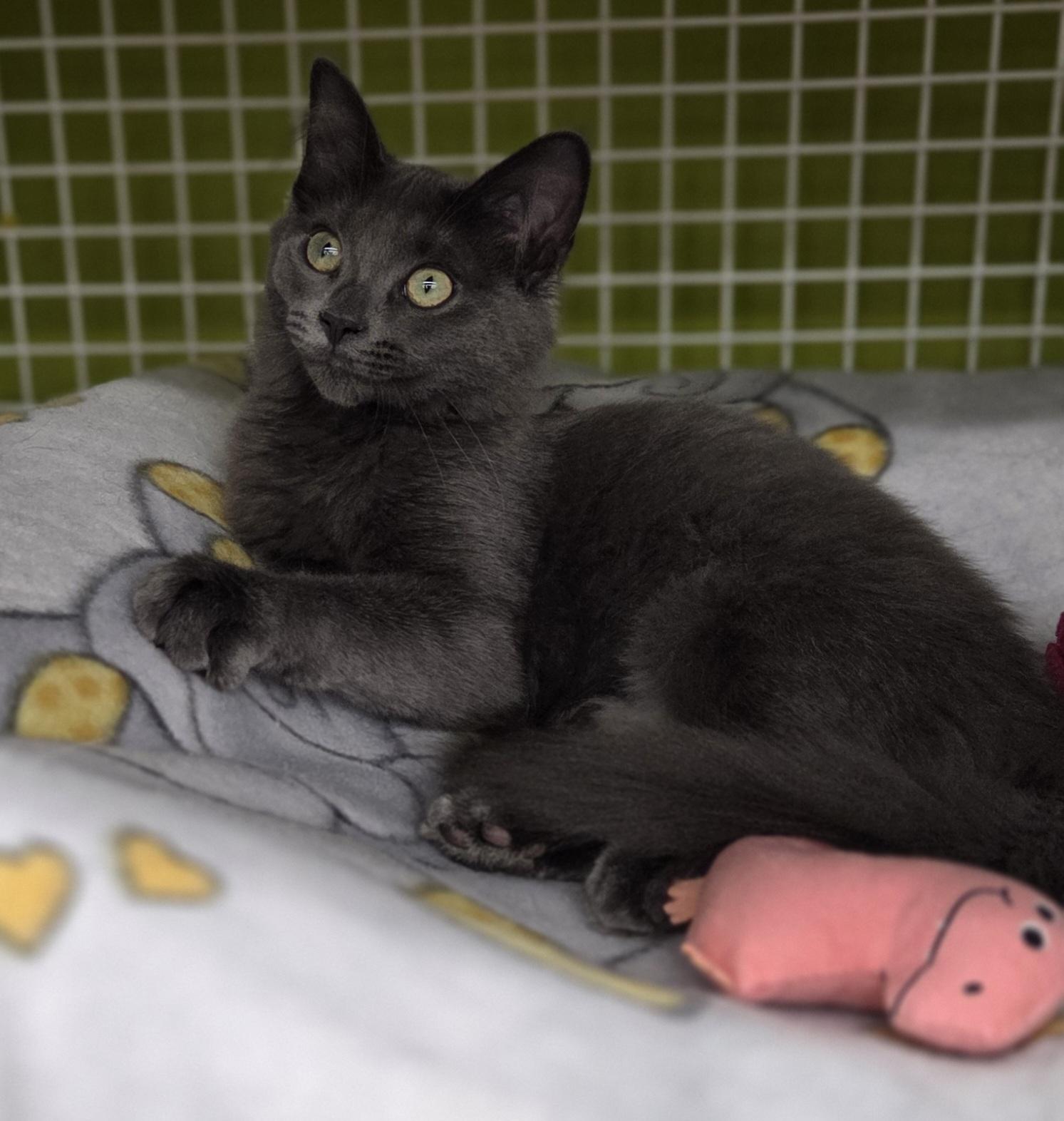 Enlarge Squeak (siblings are Nibbles (& Mouse), a Adoptable Domestic Medium Hair in Brighton, MI image 4/6