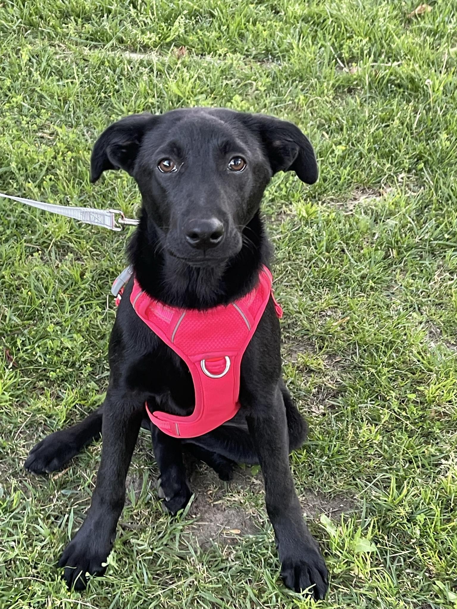 Claudia - Rosy, Baby Female Black Labrador Retriever