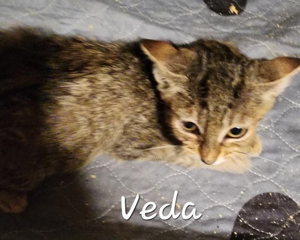 Veda, Adopted, Kitten Female Domestic Short Hair.