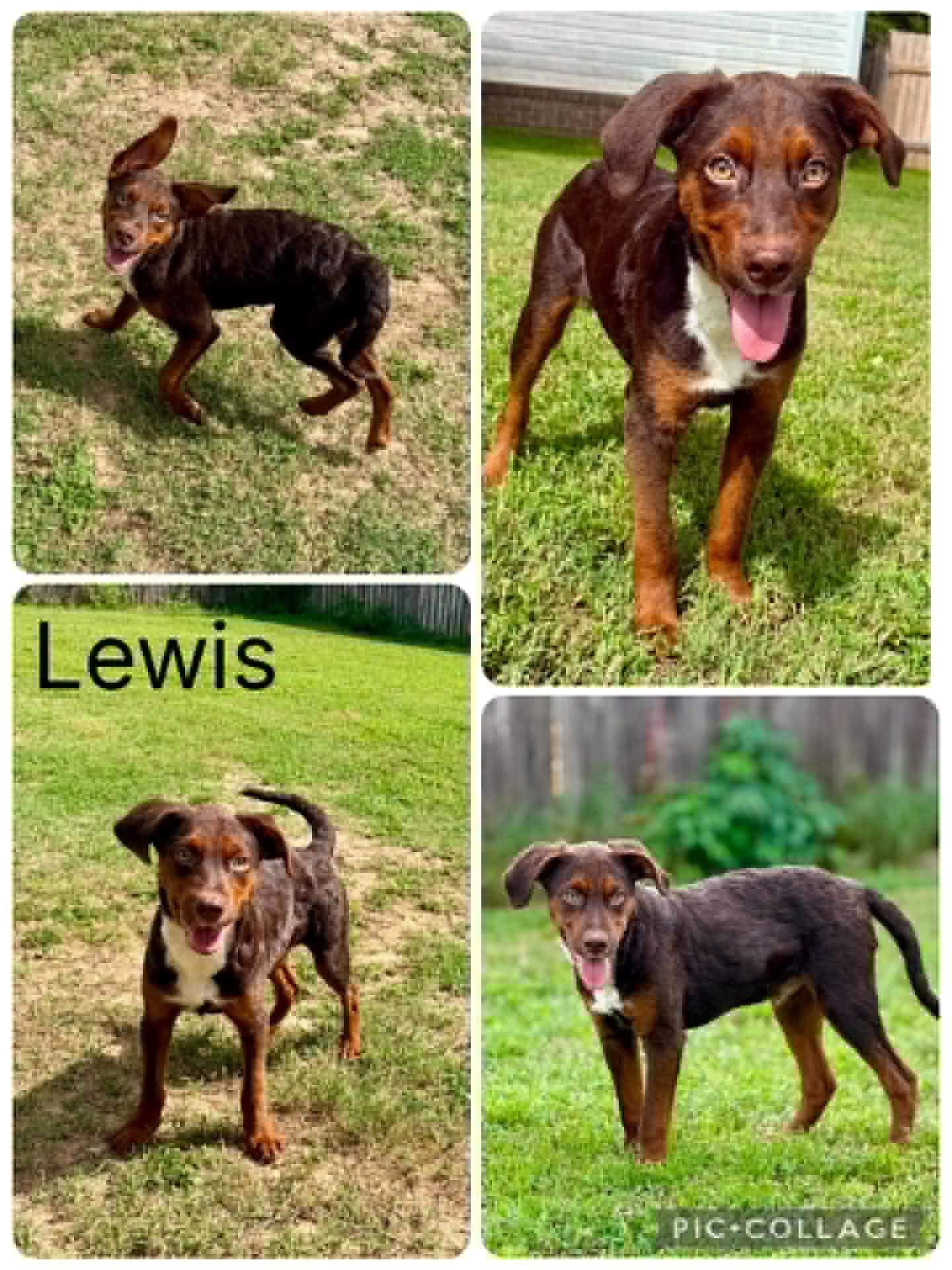 Enlarge Lewis, a ADOPTABLE mixed breed in Enterprise, AL image 1/1