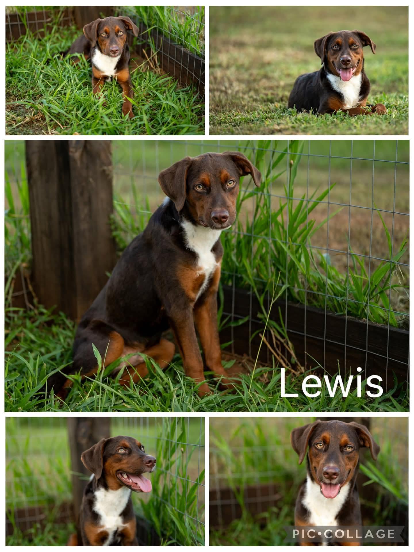 Lewis, ADOPTABLE, Young Male Australian Shepherd.
