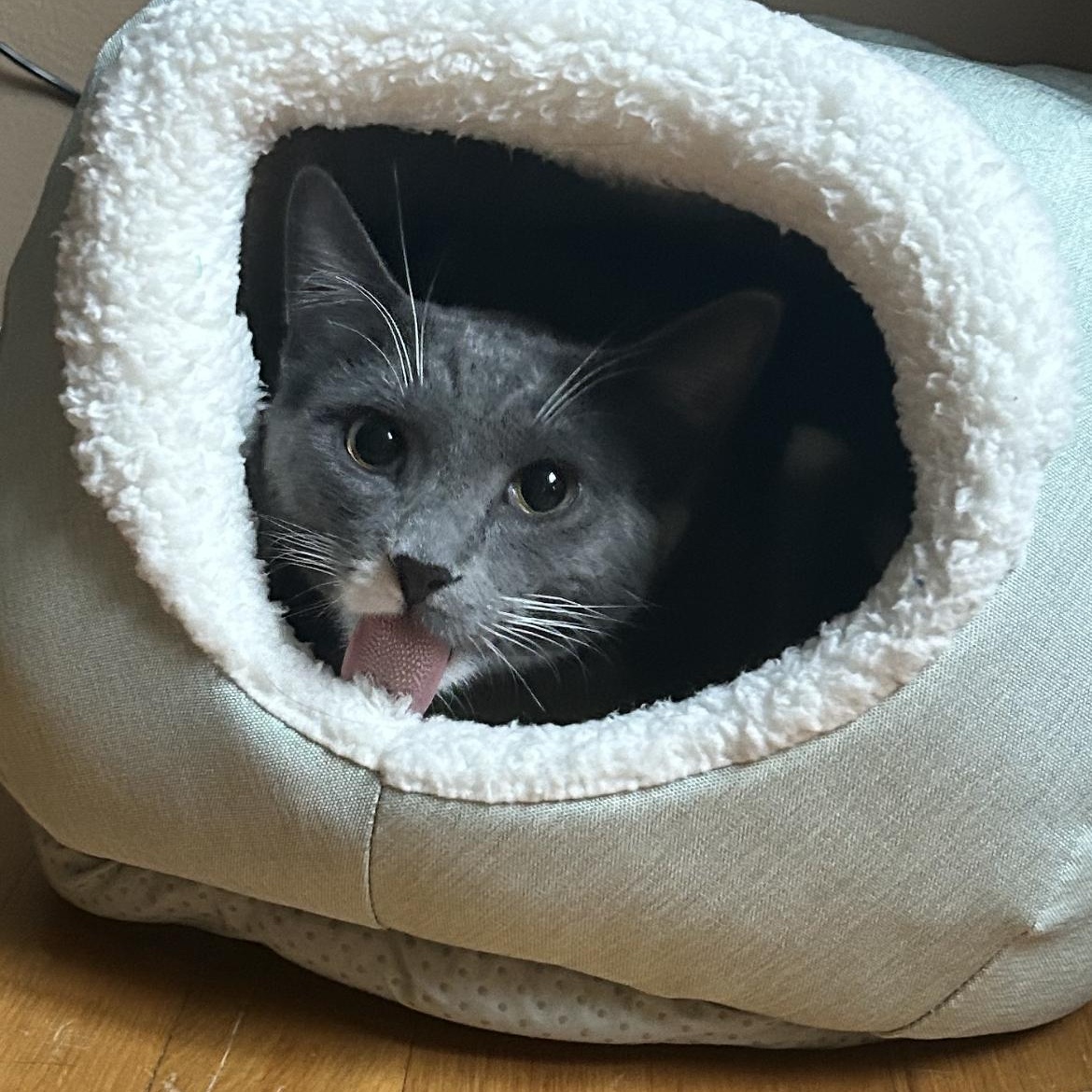 Enlarge Bennie, an adopted Domestic Short Hair in Belleville, MI image 3/3