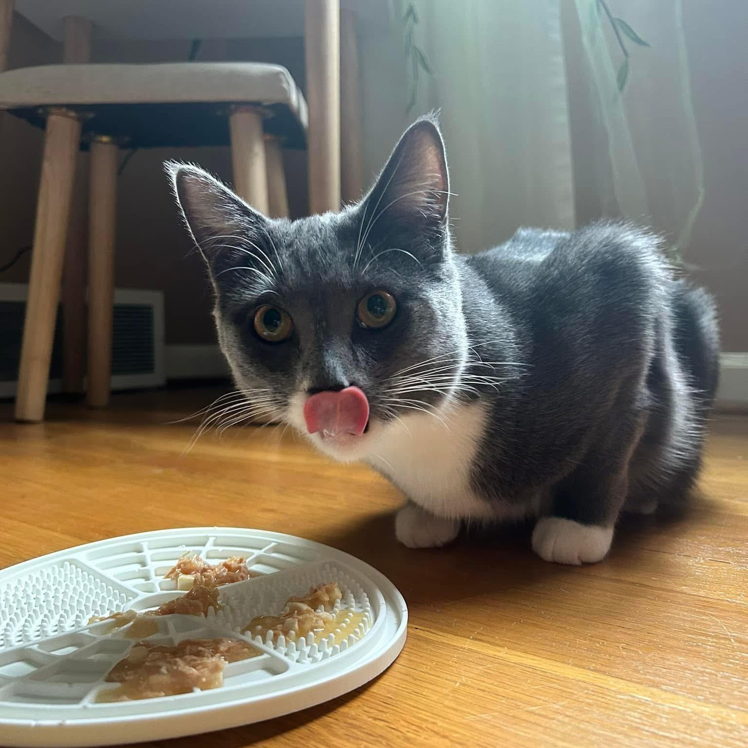 Enlarge Bennie, an adopted Domestic Short Hair in Belleville, MI image 2/3