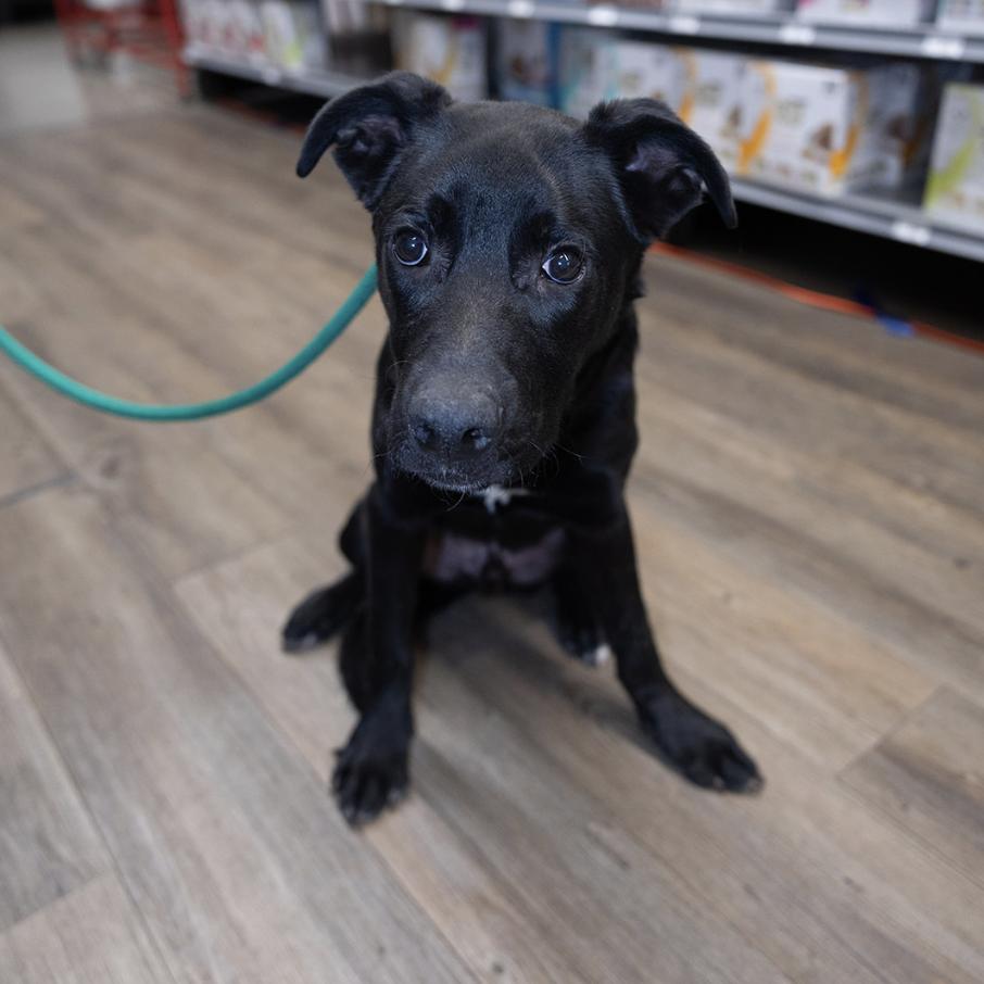 Jax, Adoptable, Young Male Labrador Retriever.